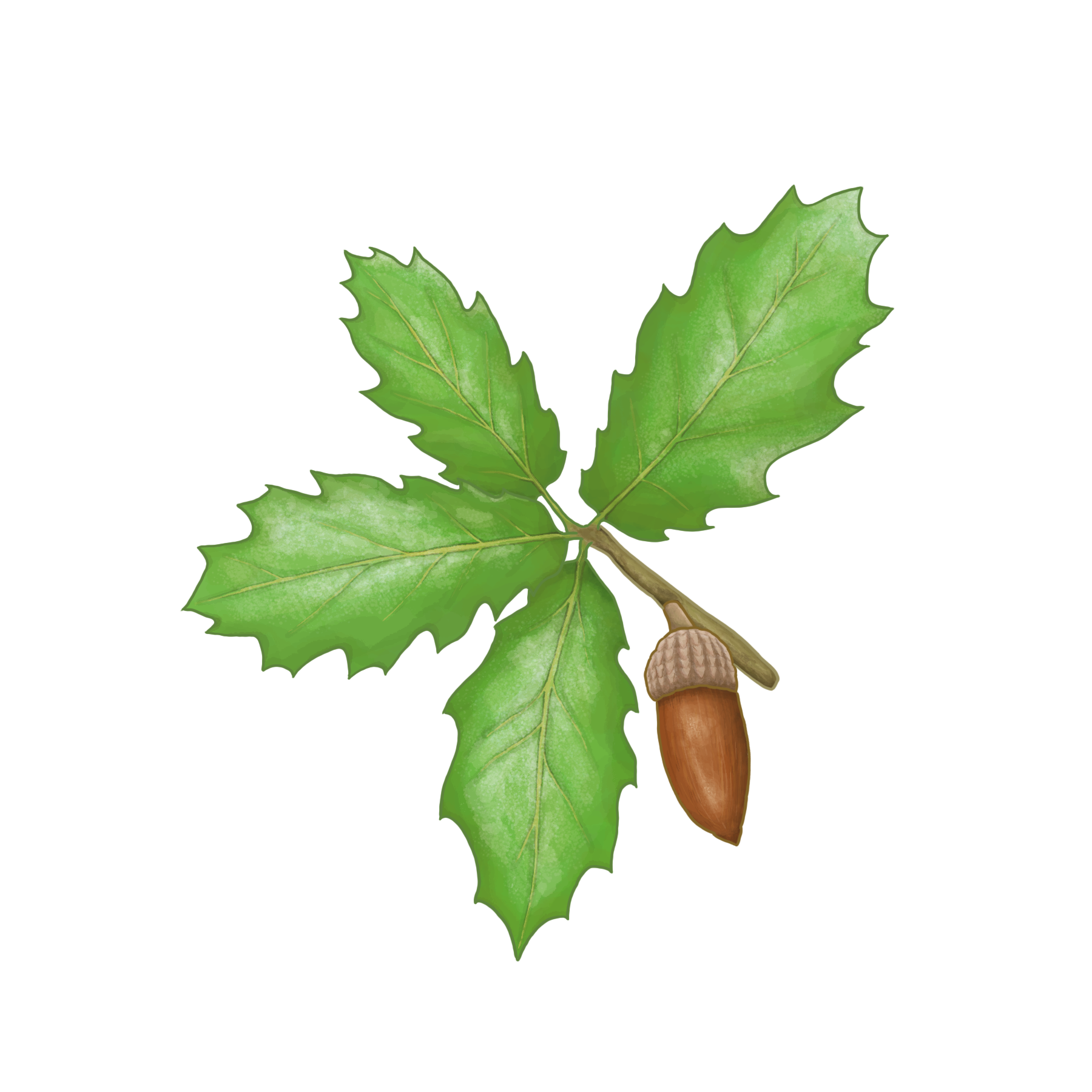Oracle Oak.png