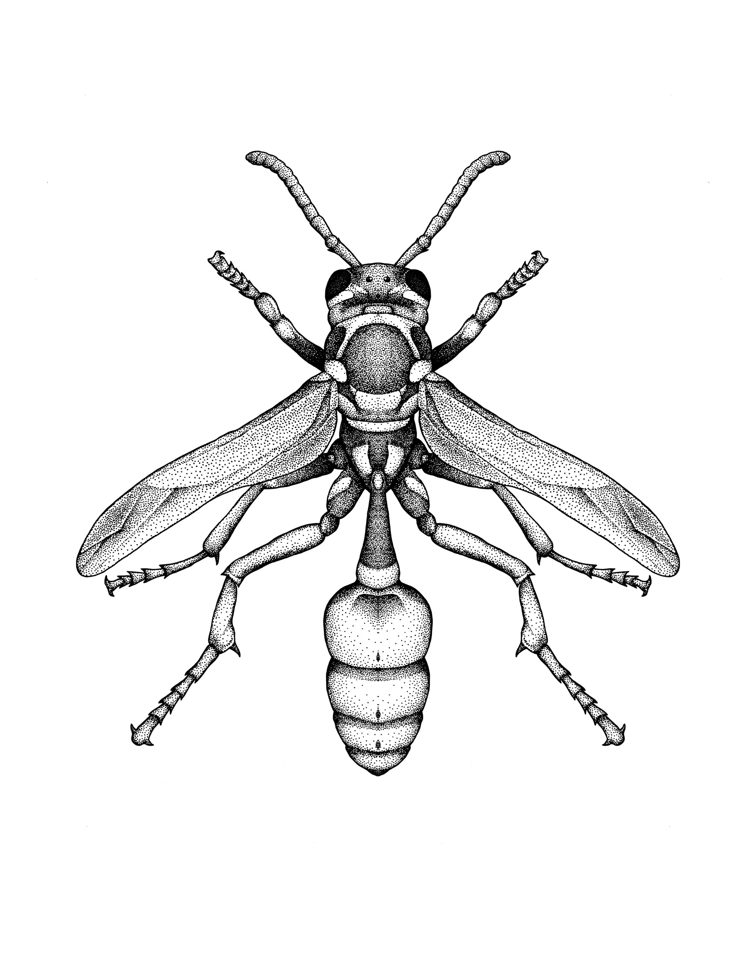 Western Paper Wasp (Mischocyttarus flavitarsis), Pen & Ink, 2024