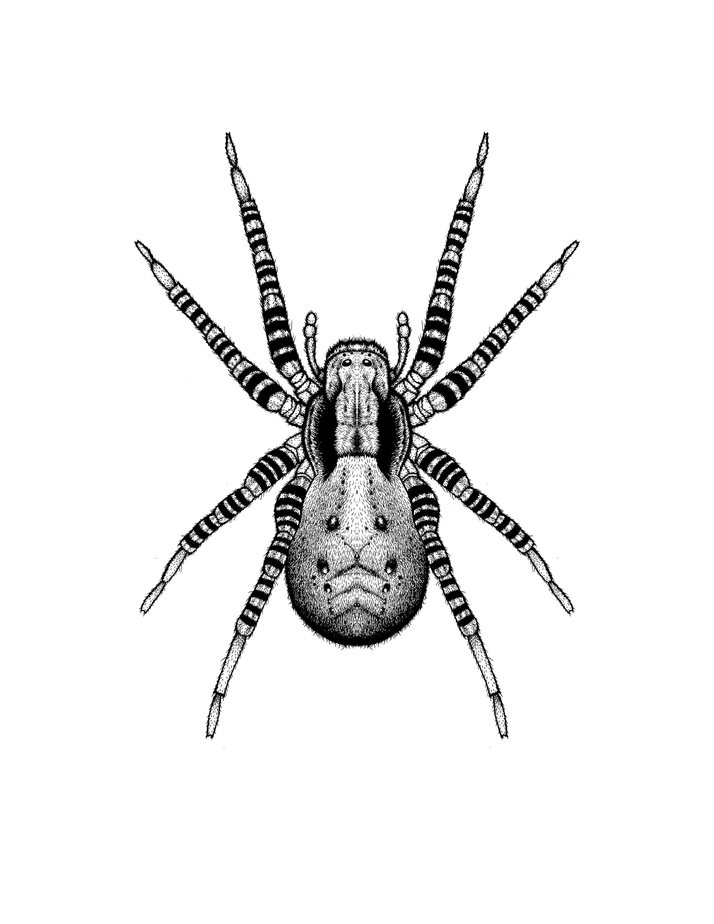 Hairy Koch's Wolf Spider FINAL.jpg