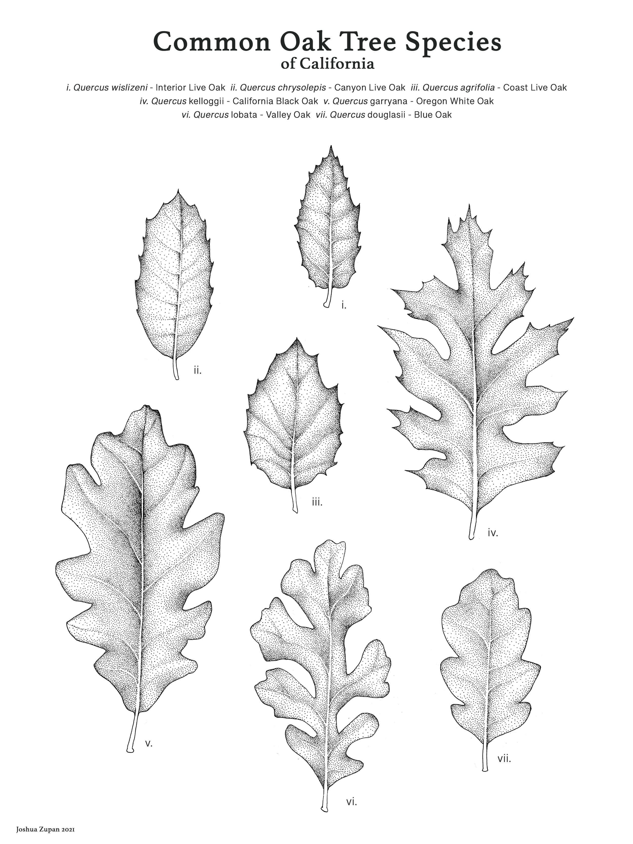 Common Oak Tree Species of California, Pen & Ink, 2021