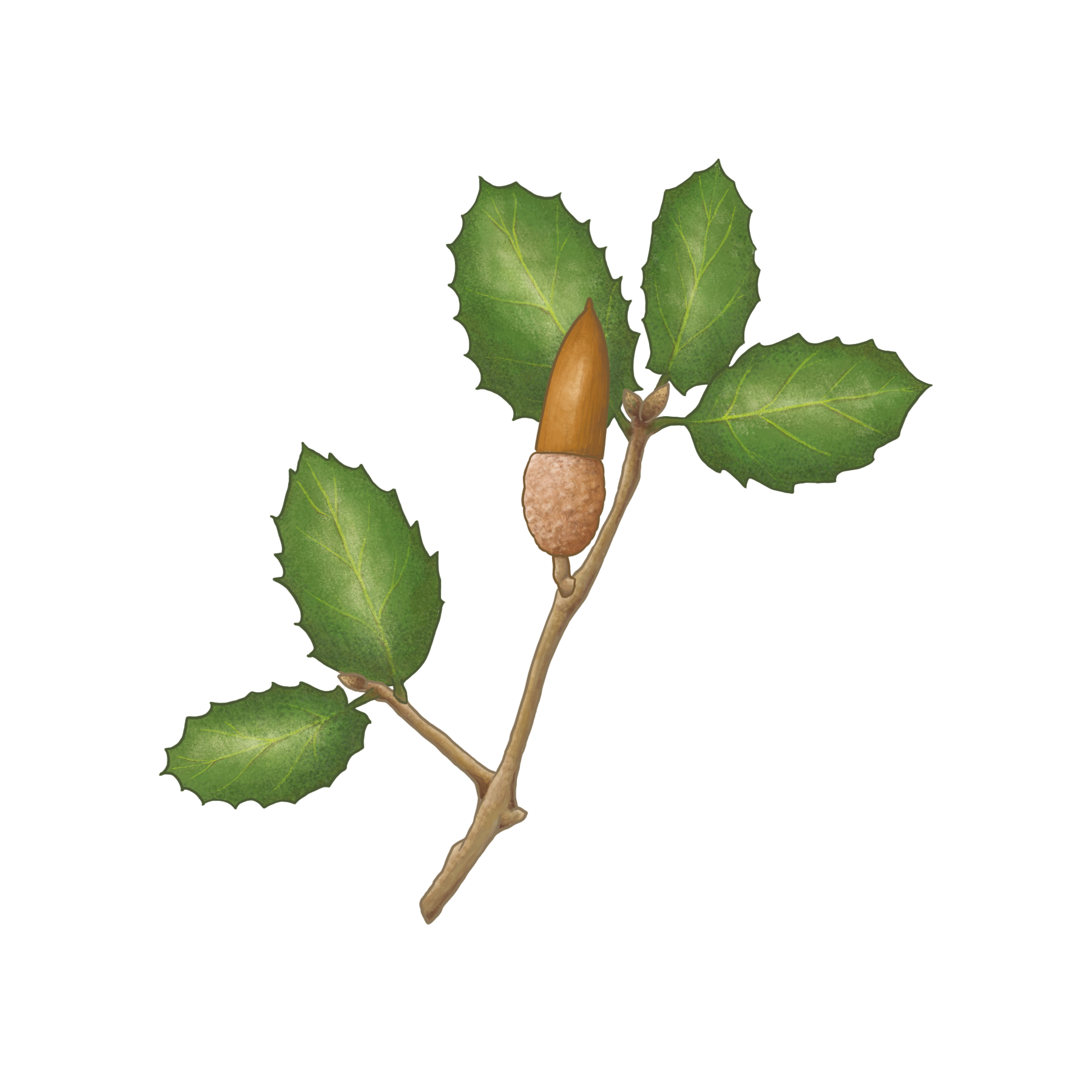 Interior Live Oak.png