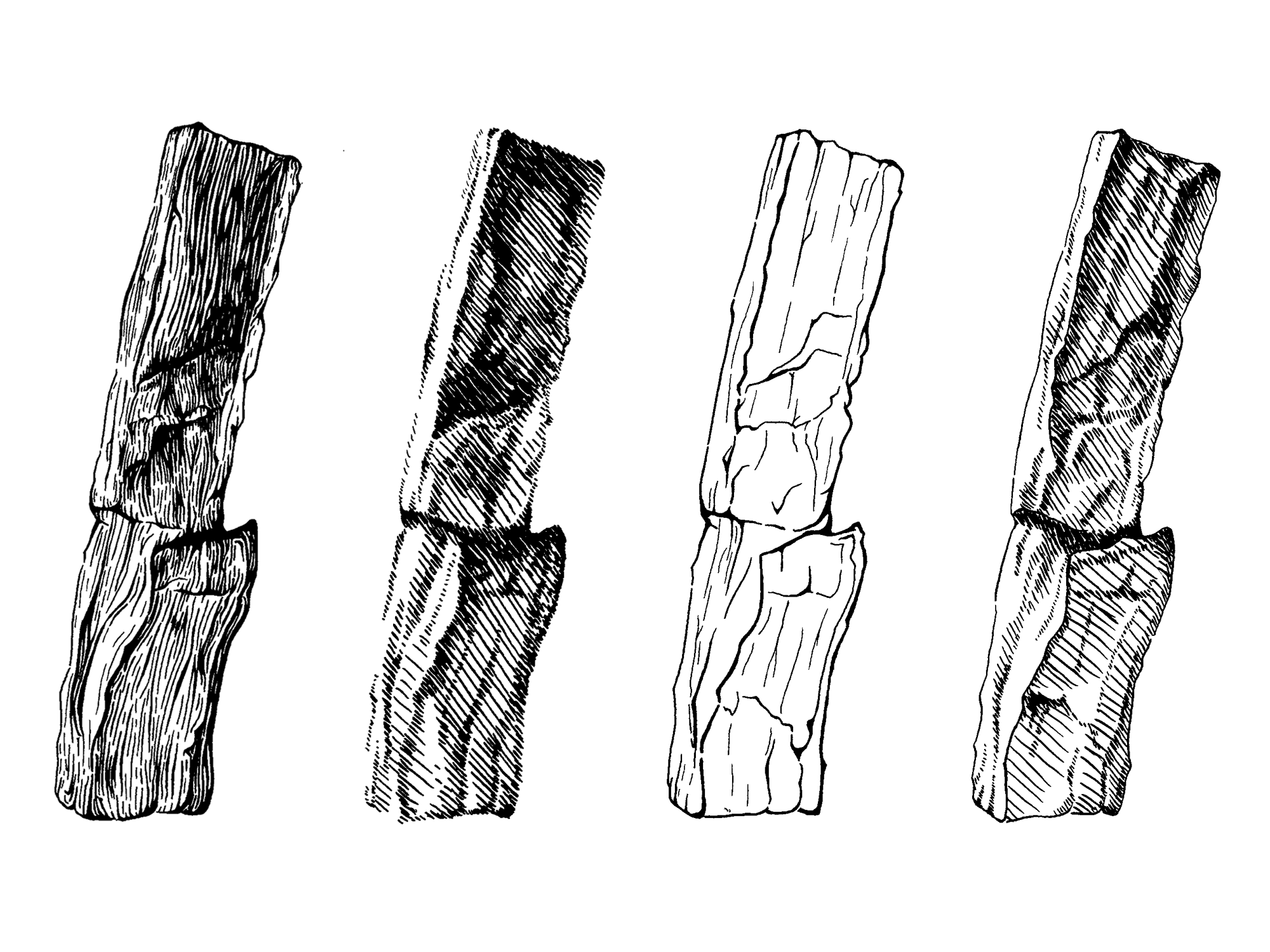 petrified wood edited.png
