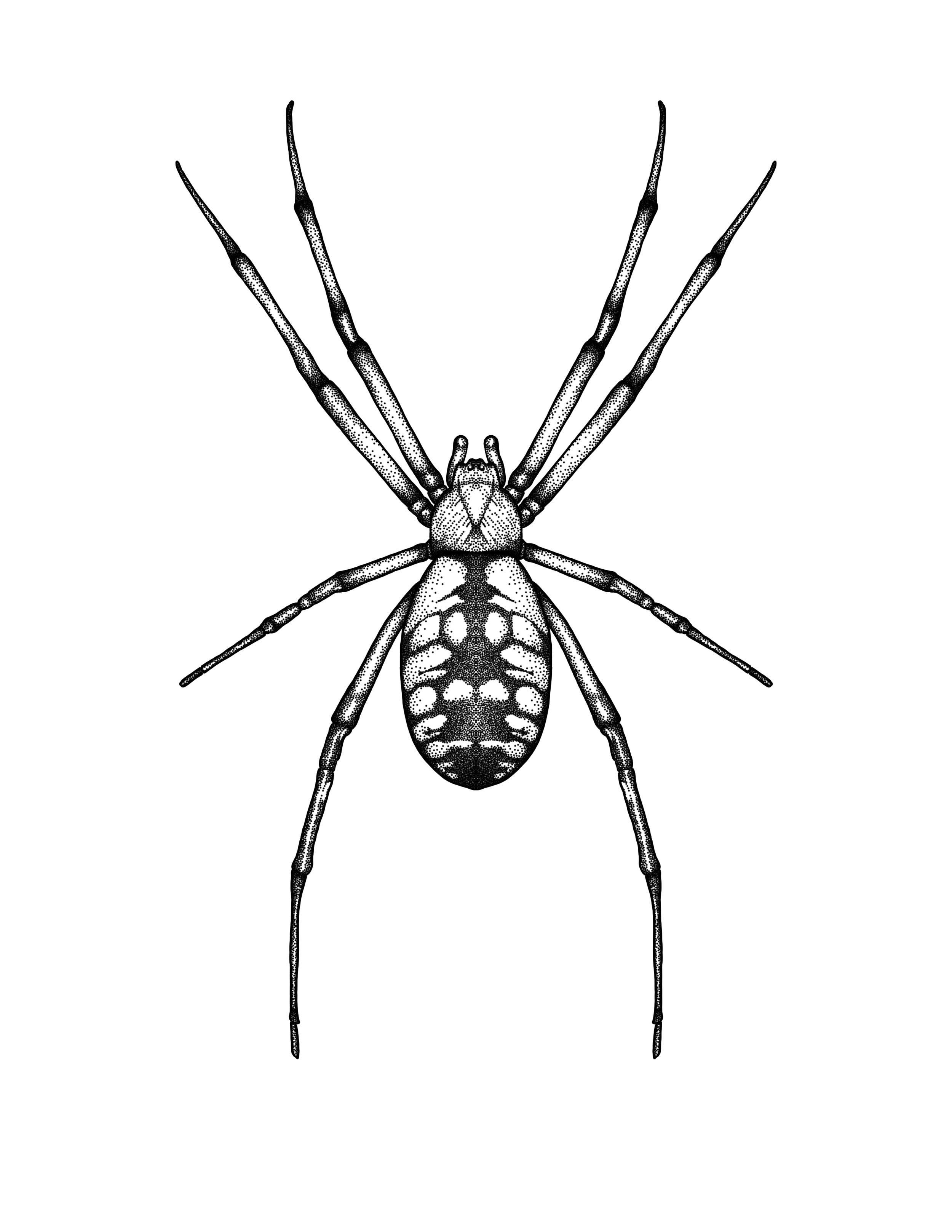 Yellow Garden Spider WIP.png