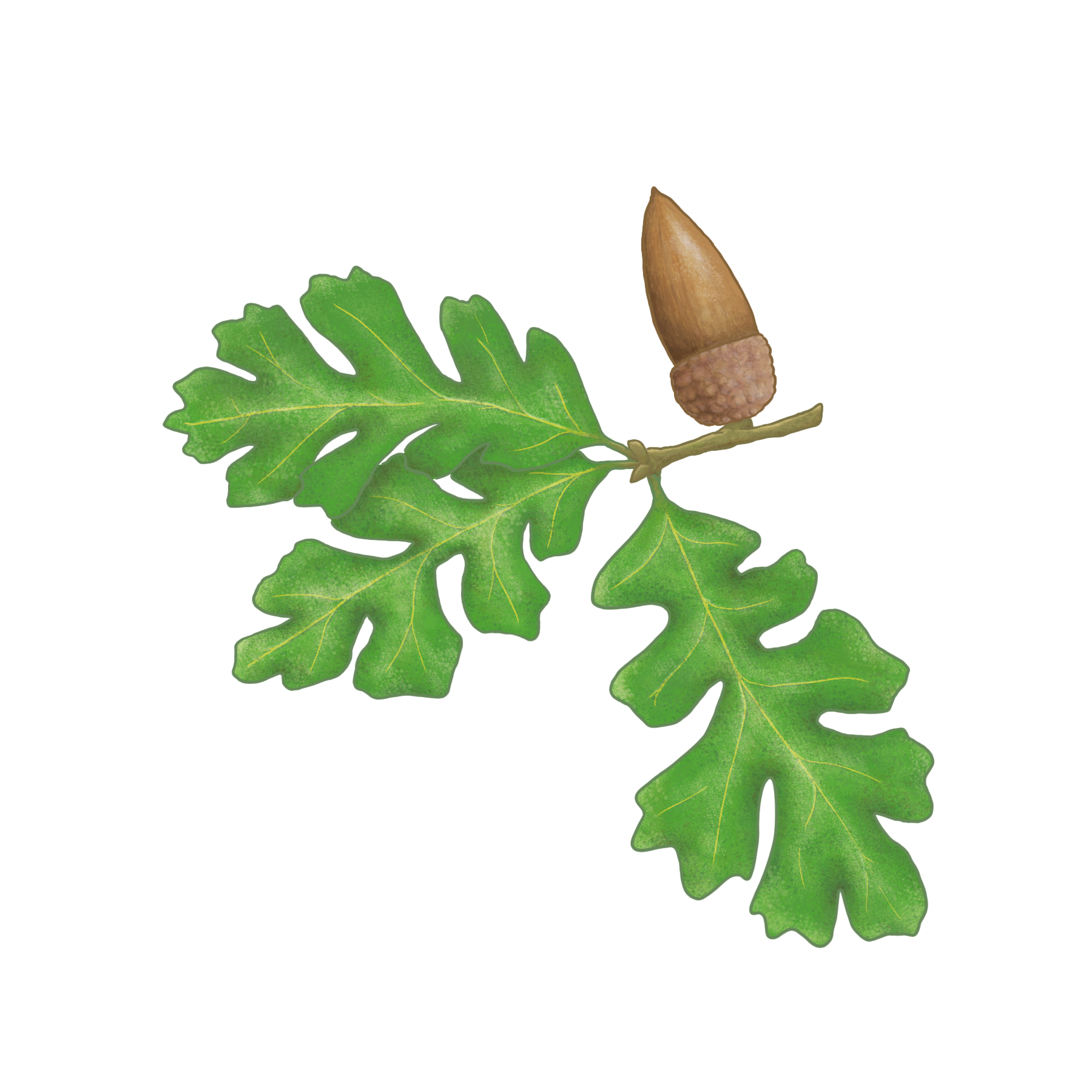 Valley Oak.png