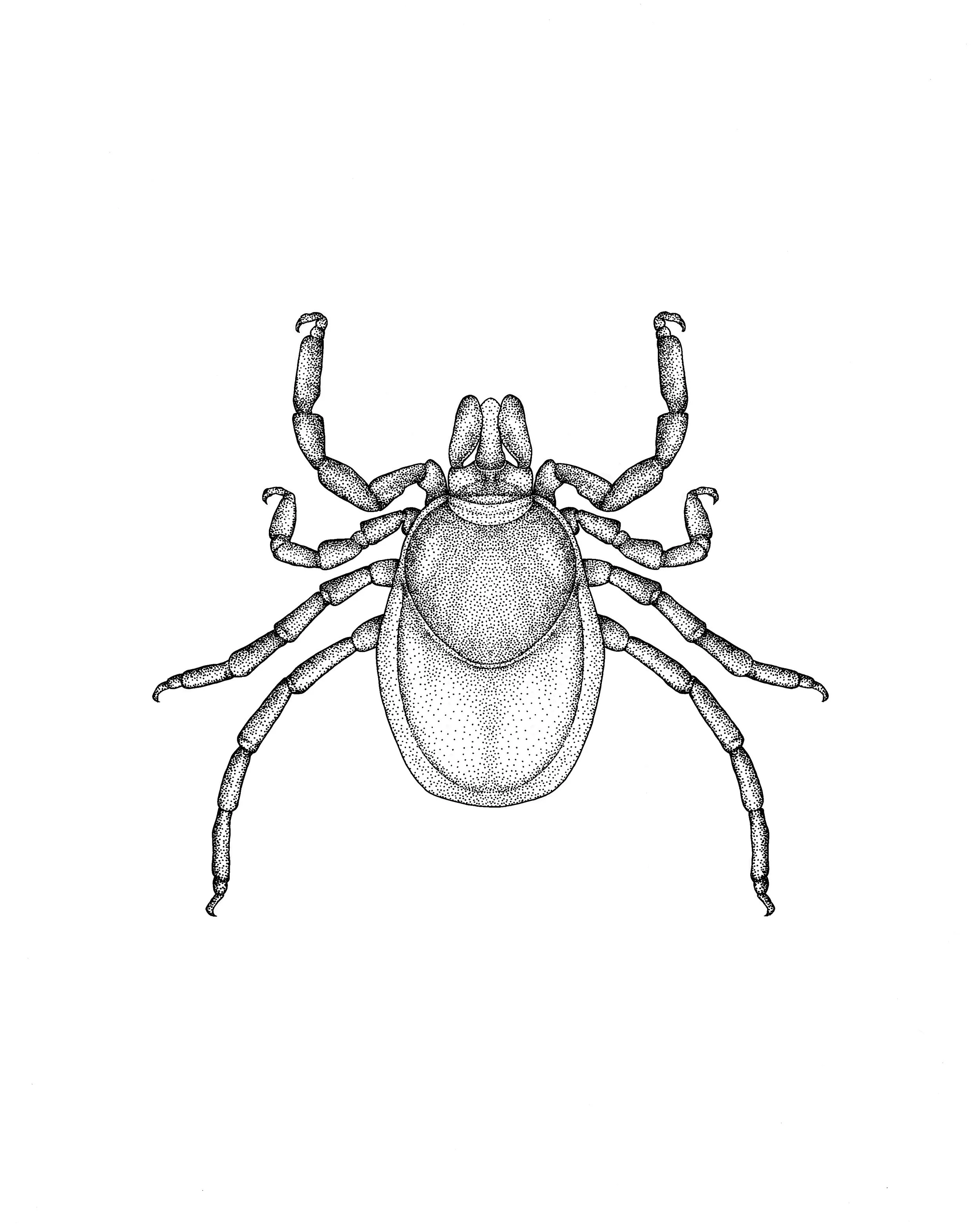 Adult Female Western Black Legged Tick (Ixodes pacificus), Pen & Ink, 2022