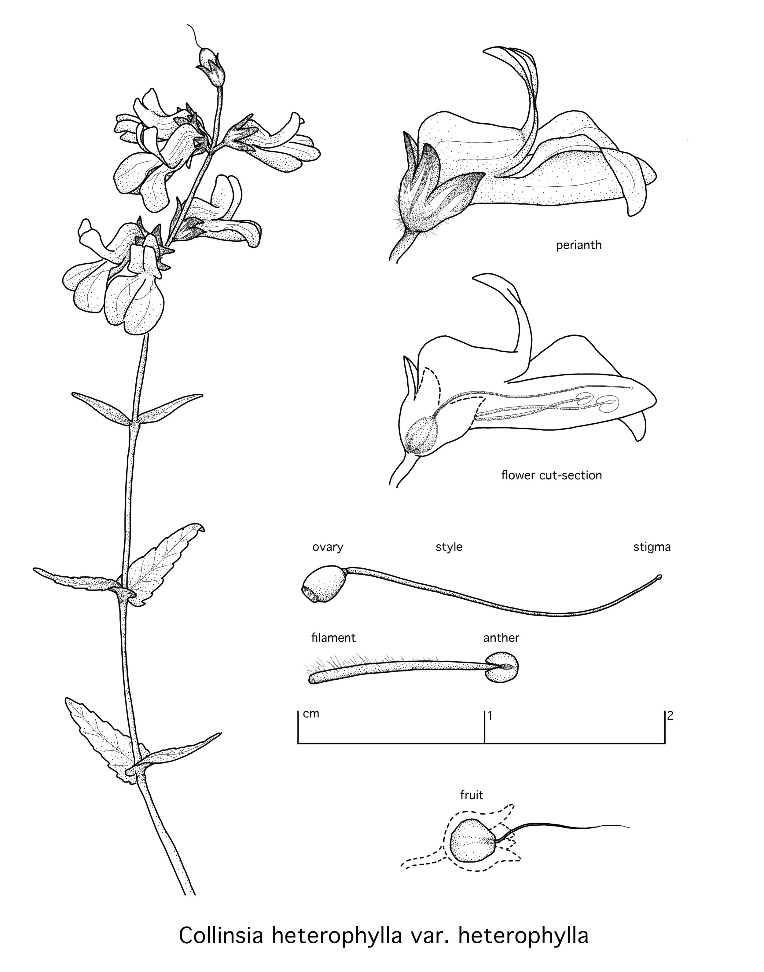 Collinsia heterophylla, Digital Illustration, 2022