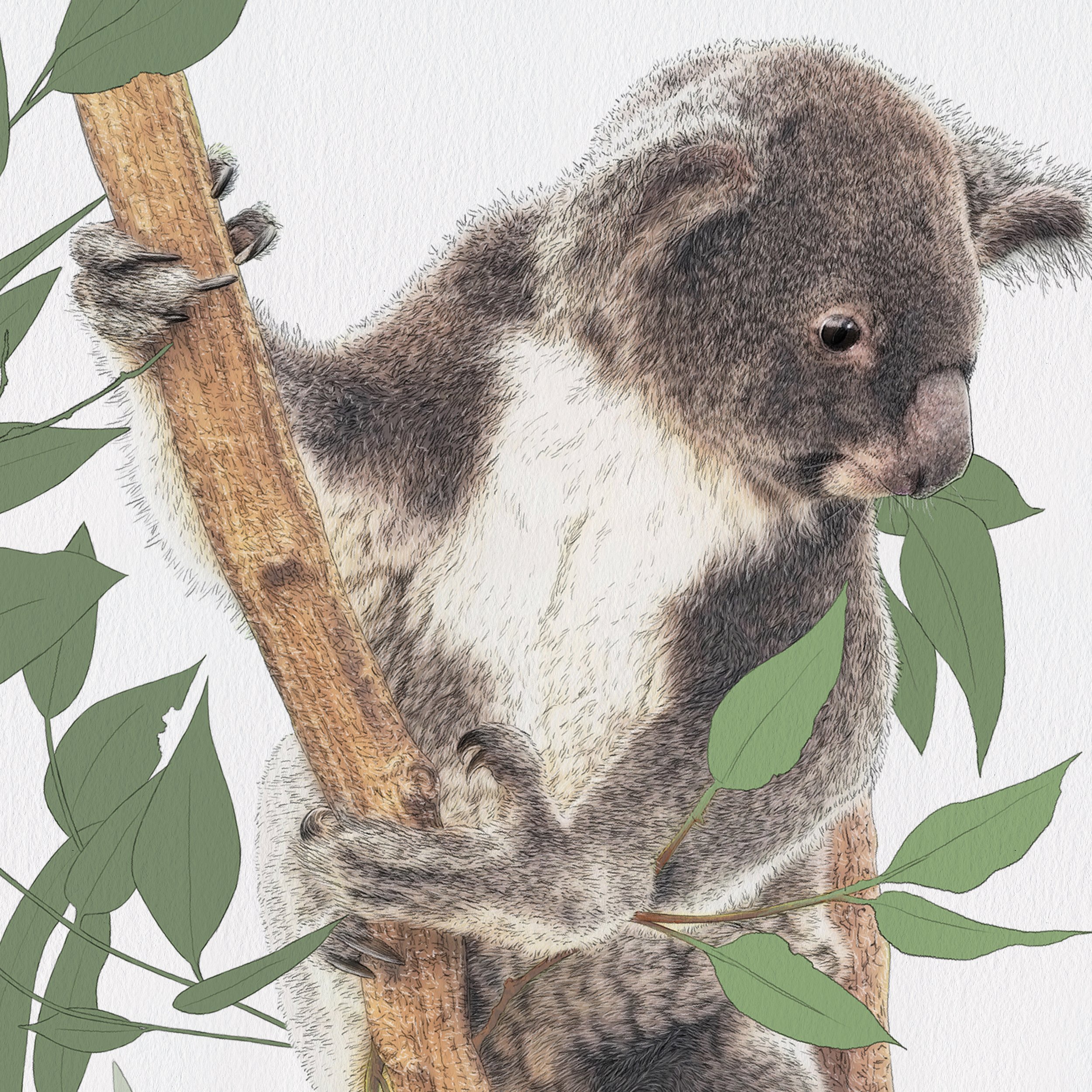 KaitDArcy_Koala Logged4 - Kait D'Arcy.jpg