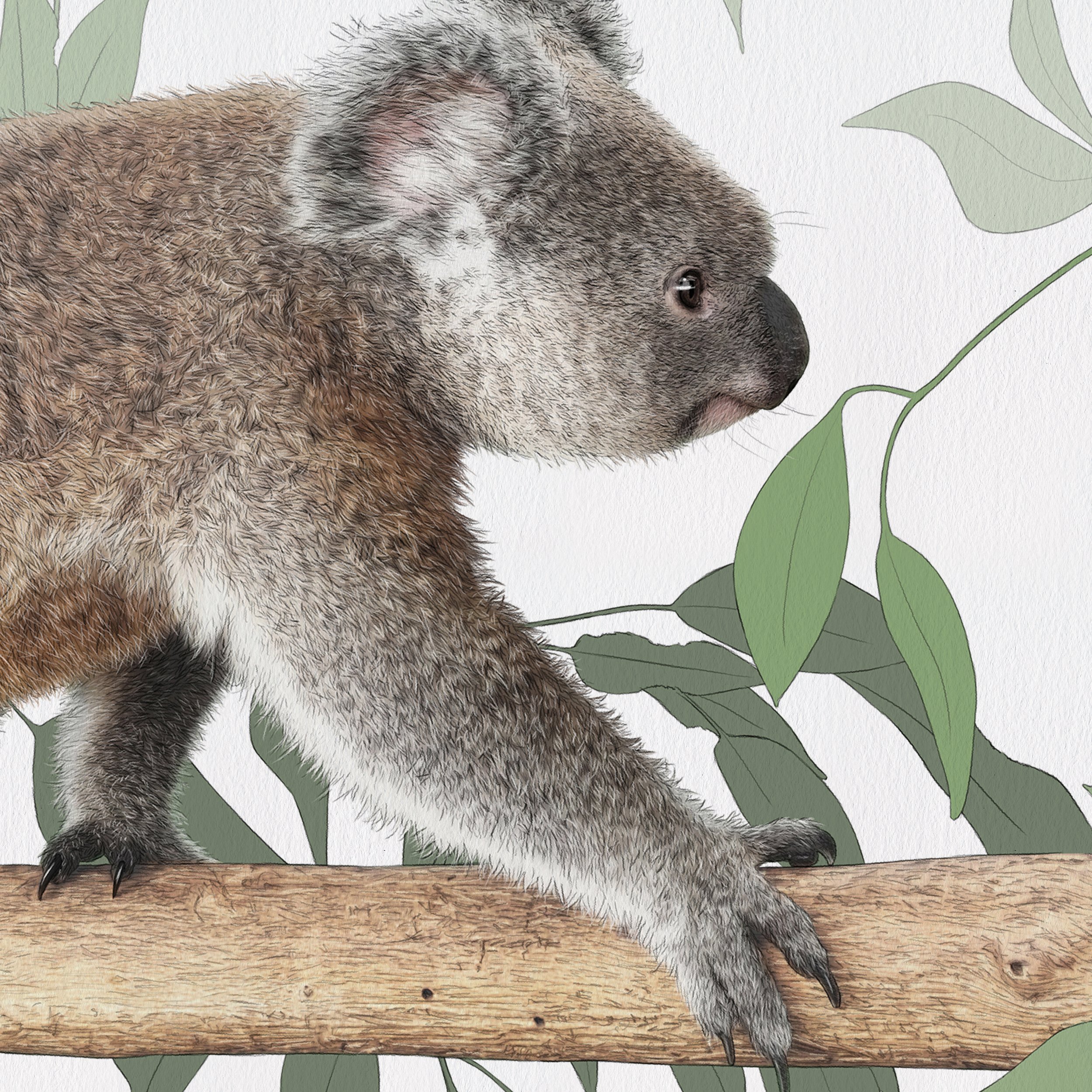 KaitDArcy_Koala Logged2 - Kait D'Arcy.jpg