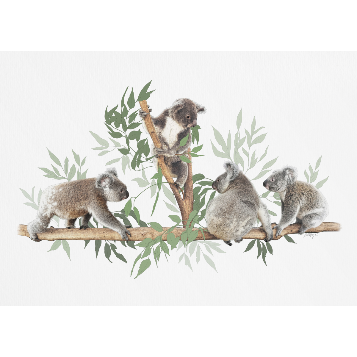 Koala Logged