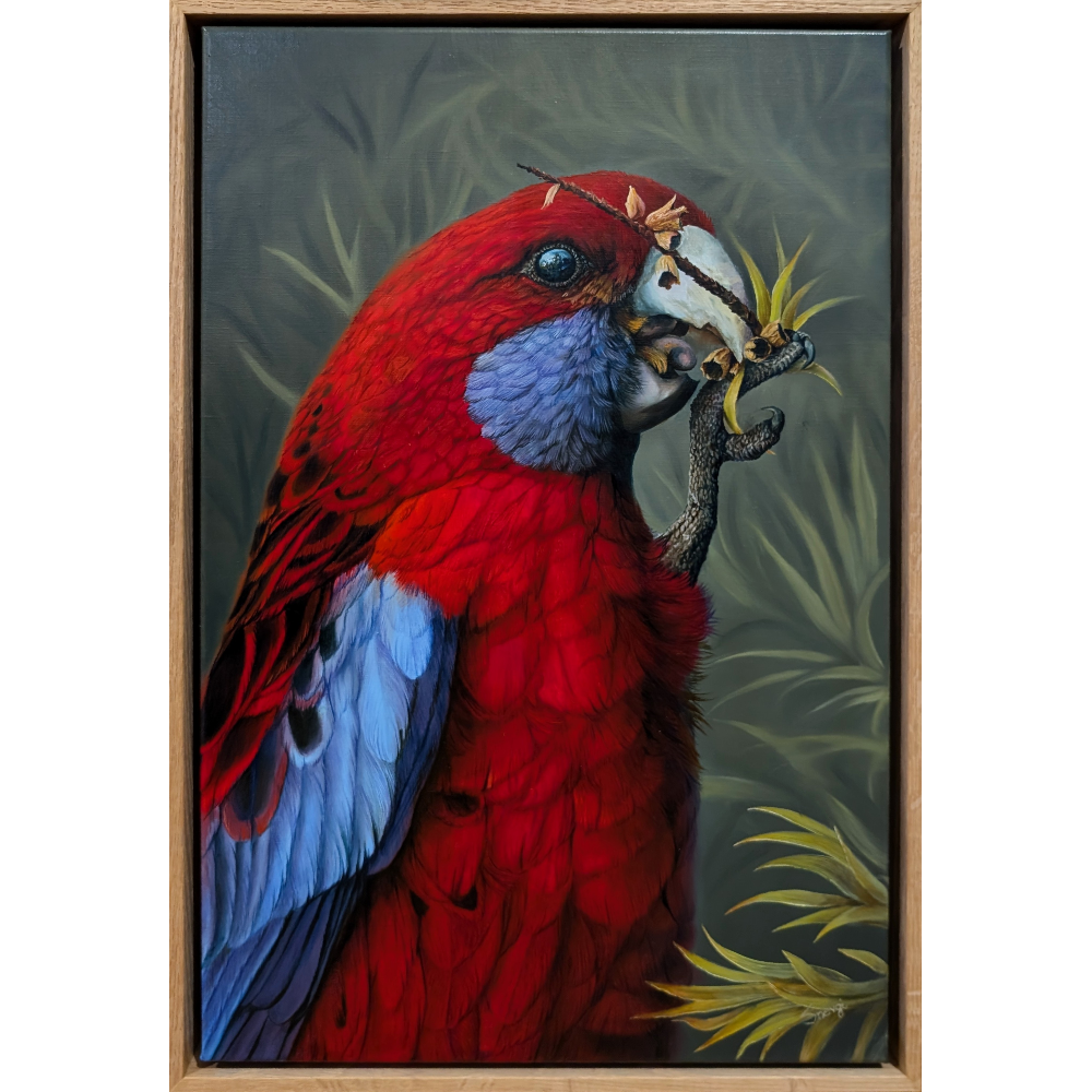 Crimson Fella