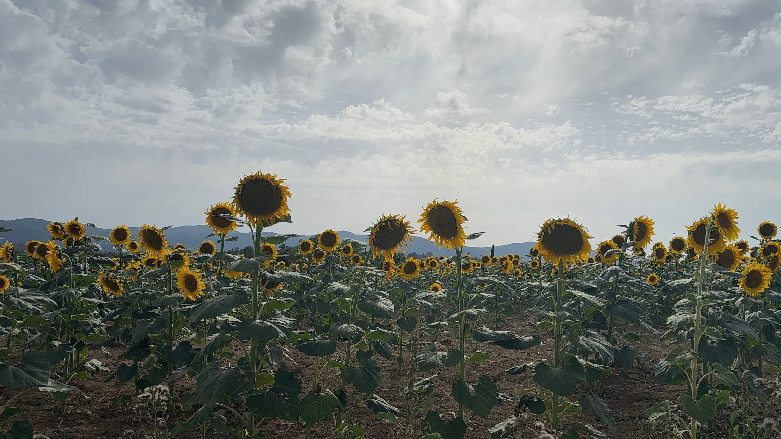Sunflower Field in Montecastrilli