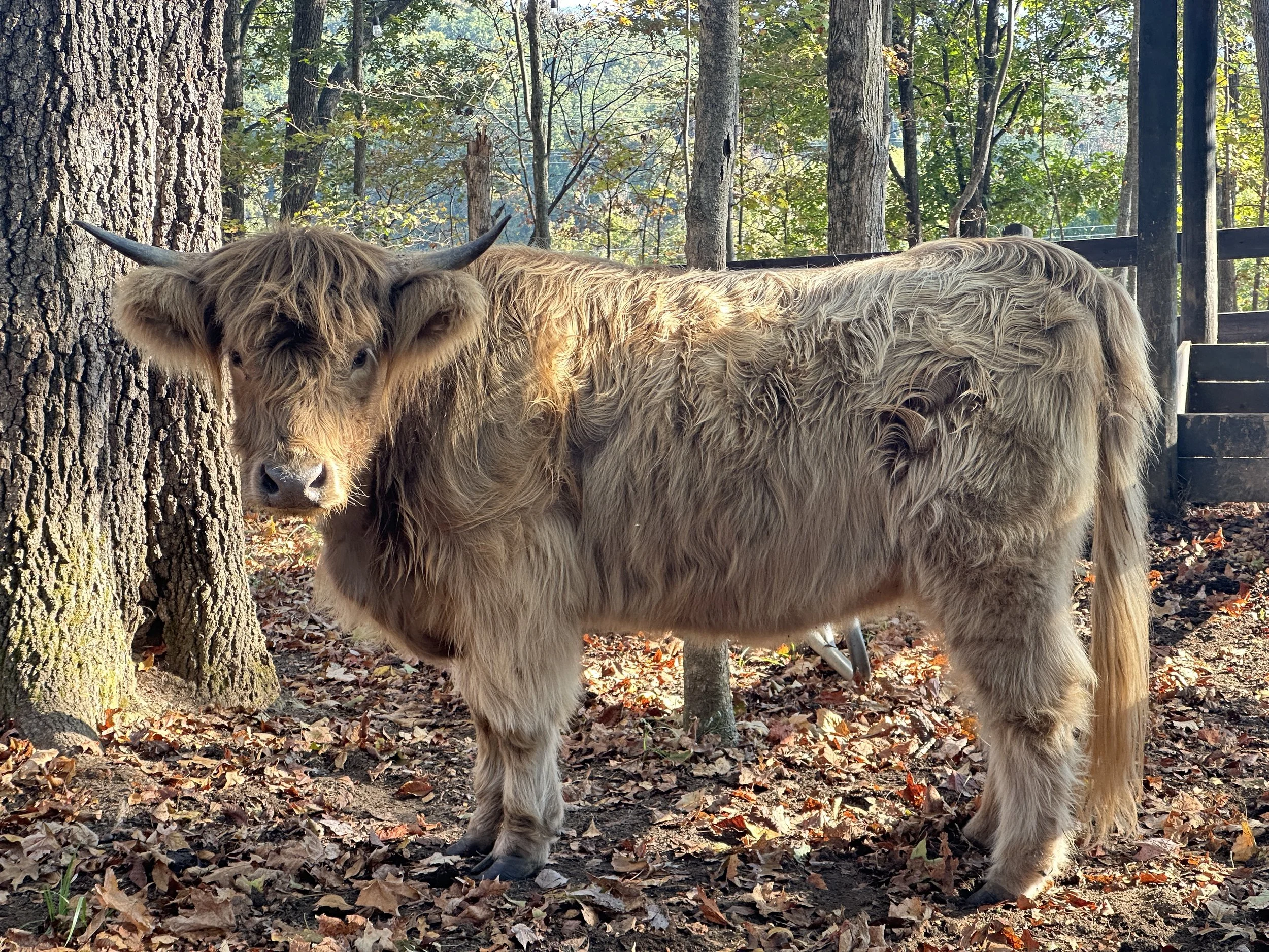 Highland Cow at the Cabin in Waverly