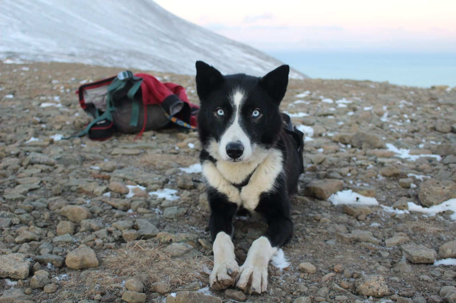 Pack management & the Greenland sled dog microbiome (2023-24)