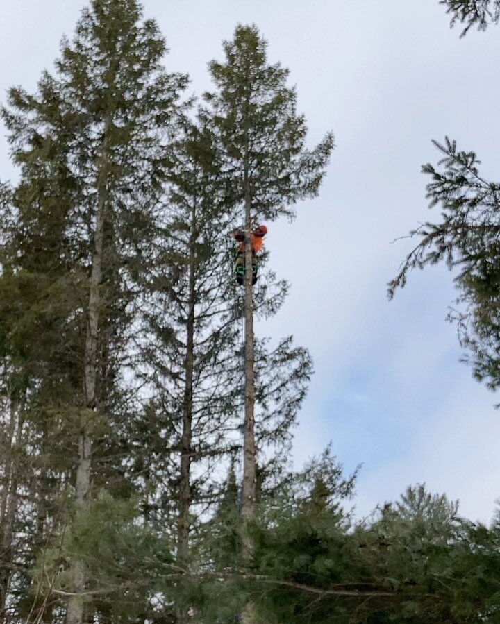 Taking down a couple spruce trees at the #homestead. Getting some practice in before the season get rolling. Need this snow to melt. 

#treework #arb #climbingarborist #climbing  #arblife #arborist #bombsaway #treelife #sundridge #southriver #burksfa