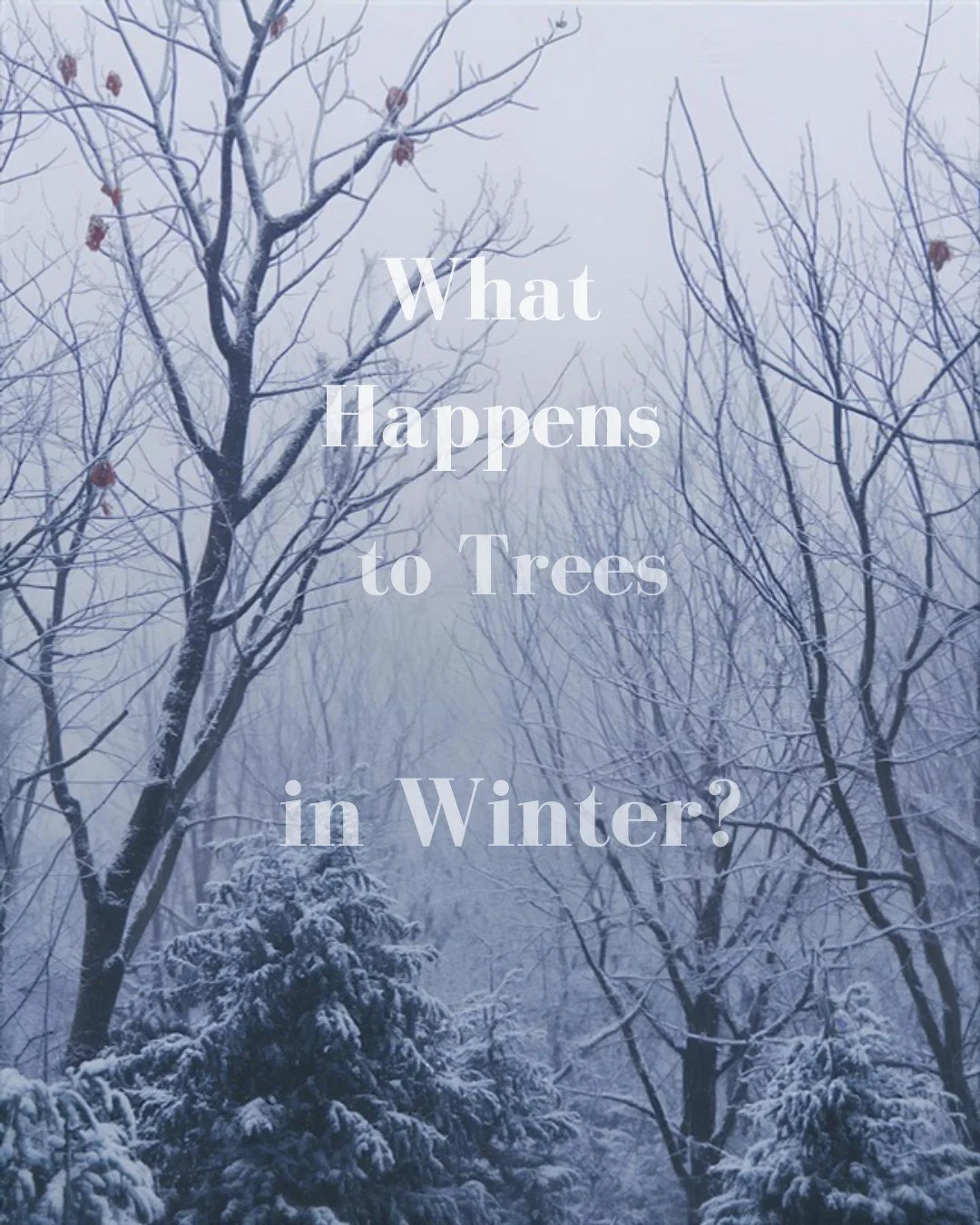 ❄️🌳 What Happens to Trees in Winter? | Arborist Alliance

When winter arrives, trees don&rsquo;t die &mdash; they go dormant.

As temperatures drop:
✔️ Growth slows to conserve energy
✔️ Leaves fall to reduce water loss
✔️ Sap flow decreases
✔️ Tree