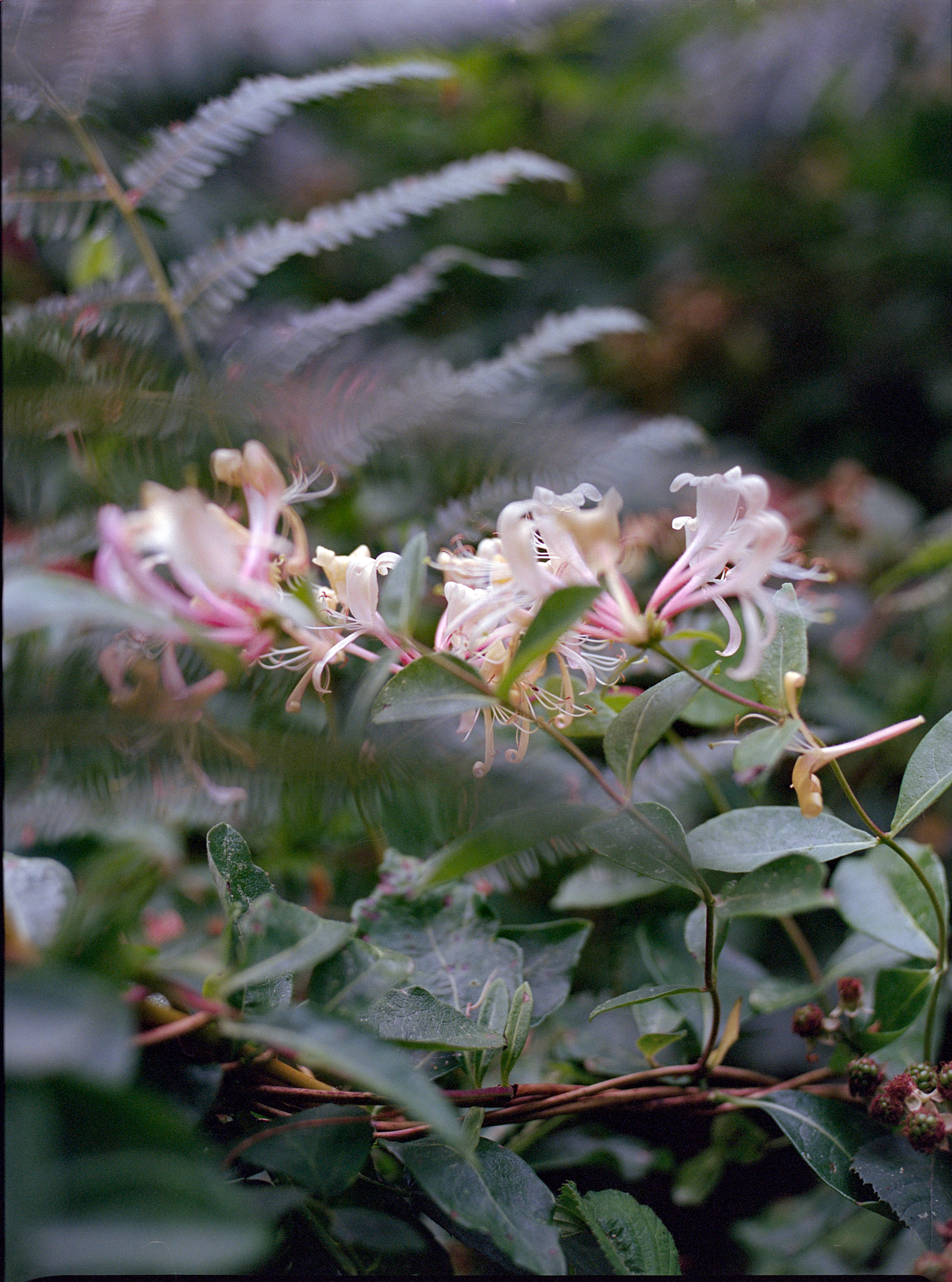 Honeysuckle_ReEdit_2023-3.png