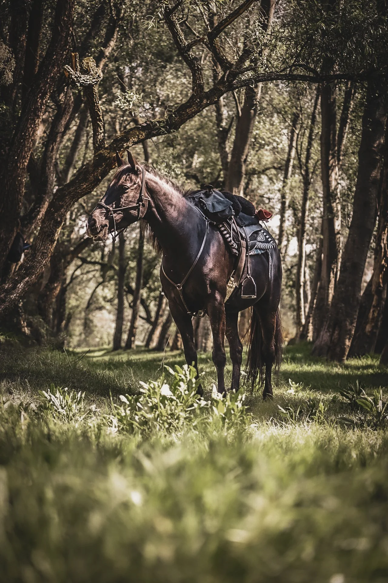 animal communication with horses
