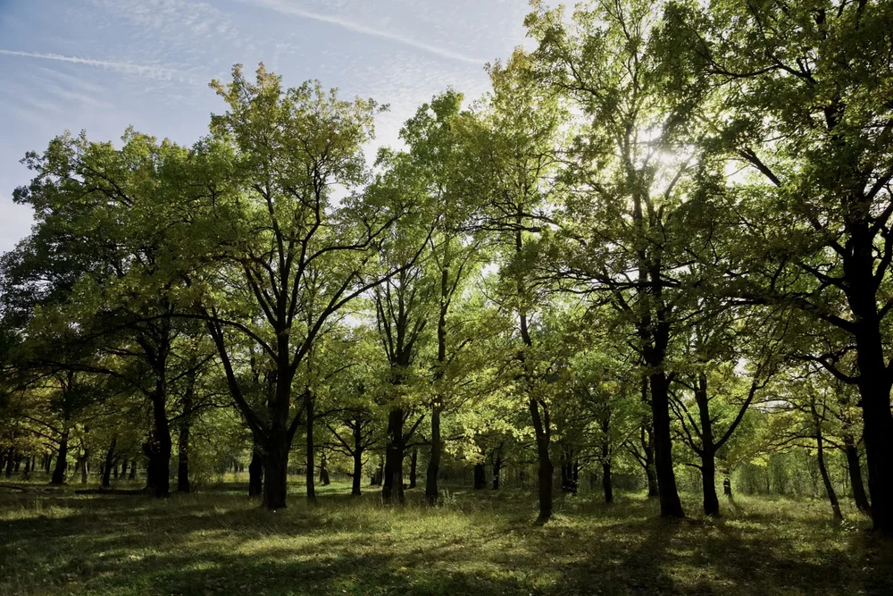 Top Notch Tree & Landscape LLC