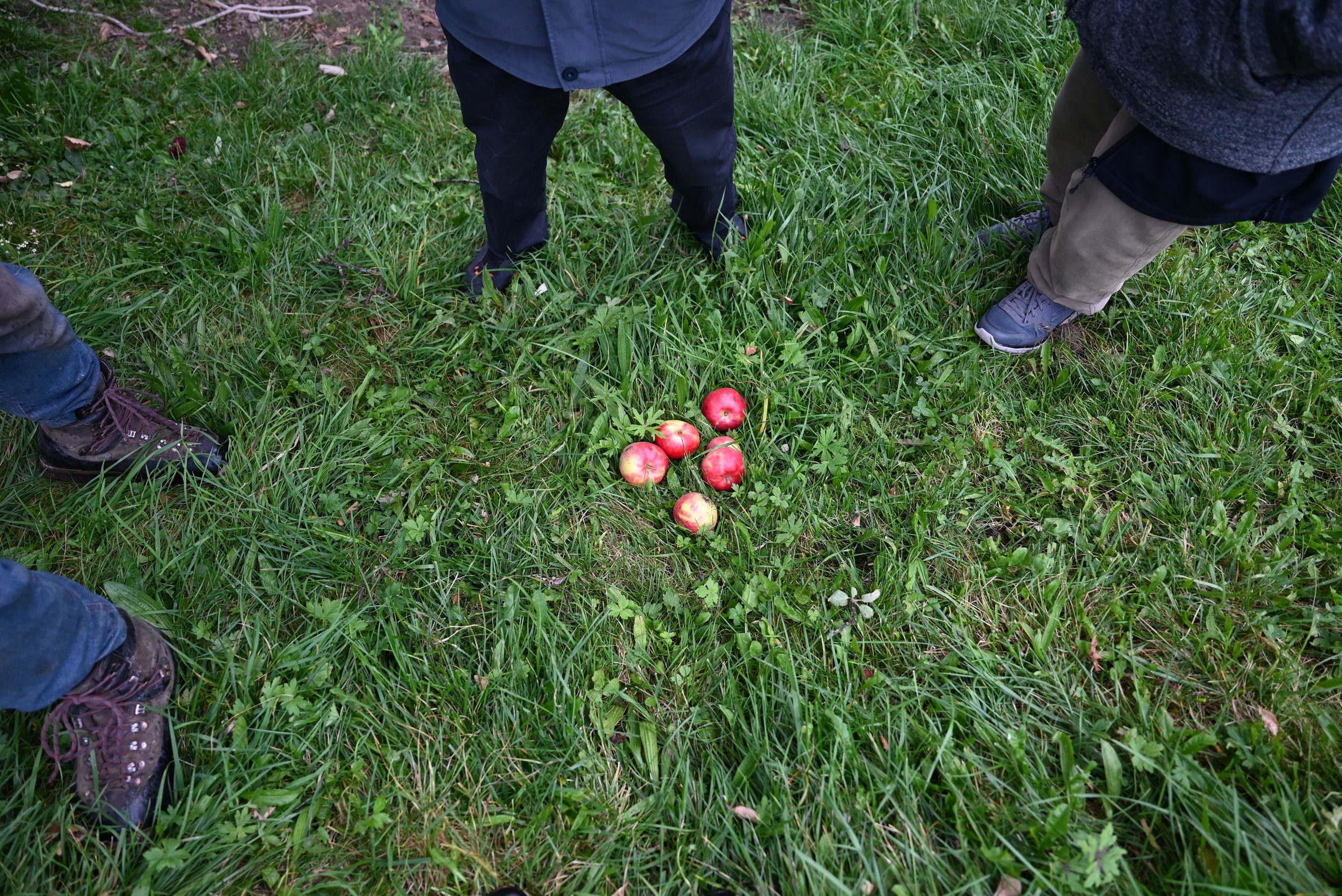pöllhof_ulfas_äpfel im gras.JPG