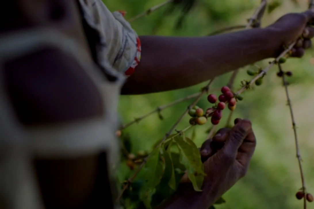 <br/a><br/a>OUR ROAST, YOUR FLAVOR