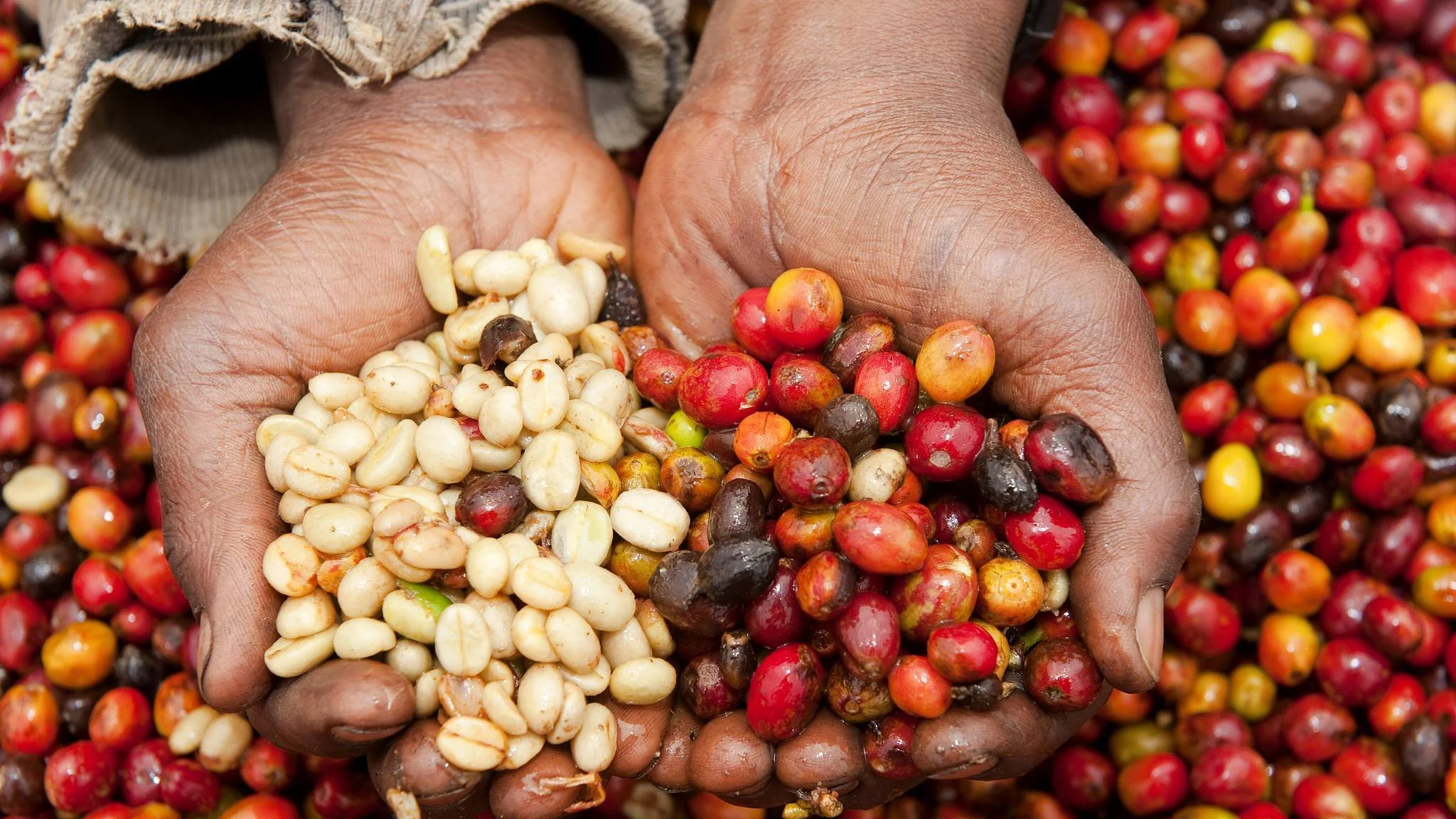 20250418 Roots Java - IMAGE FILE (BREWING MORE).jpg