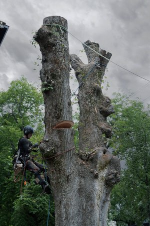 White Wolf Tree Service photo 3