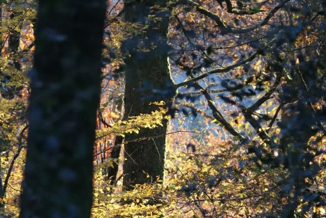 Autumn light. Source of insiration and beauty. Reconnecting to my little forest. Reminded that life goes on and nature is doing its thing in the most perfect way. A reassuring feeling.