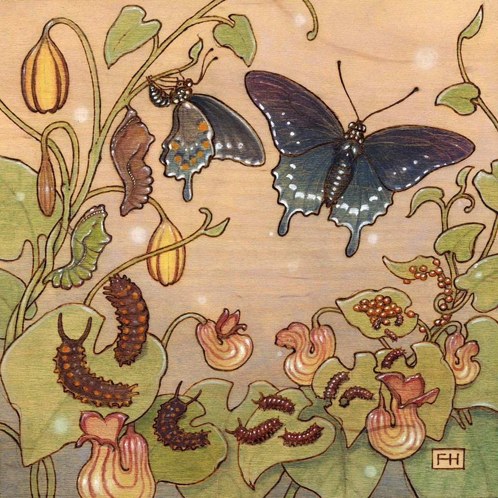Pipevine_1024.jpg