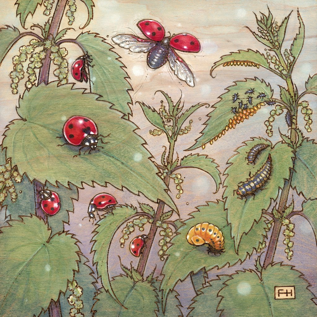 LadybugMorph_1024.jpg