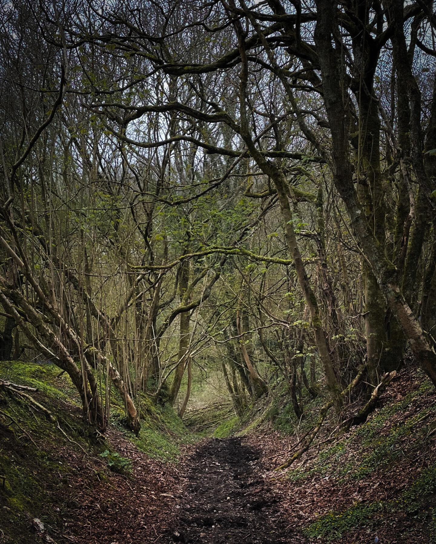 Into the tangled Holloway. A lonesome woodland track. This rough hewn sunken lane, where excoriated earth is ruffled by foot and hoof and flow. Centuries of toil, up and down, now resting sleepily whilst the motorways drone. A reminder of how the jou