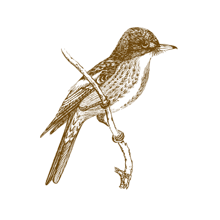 Vintage illustration of a bird perched on a branch, brown silhouette on a black background.