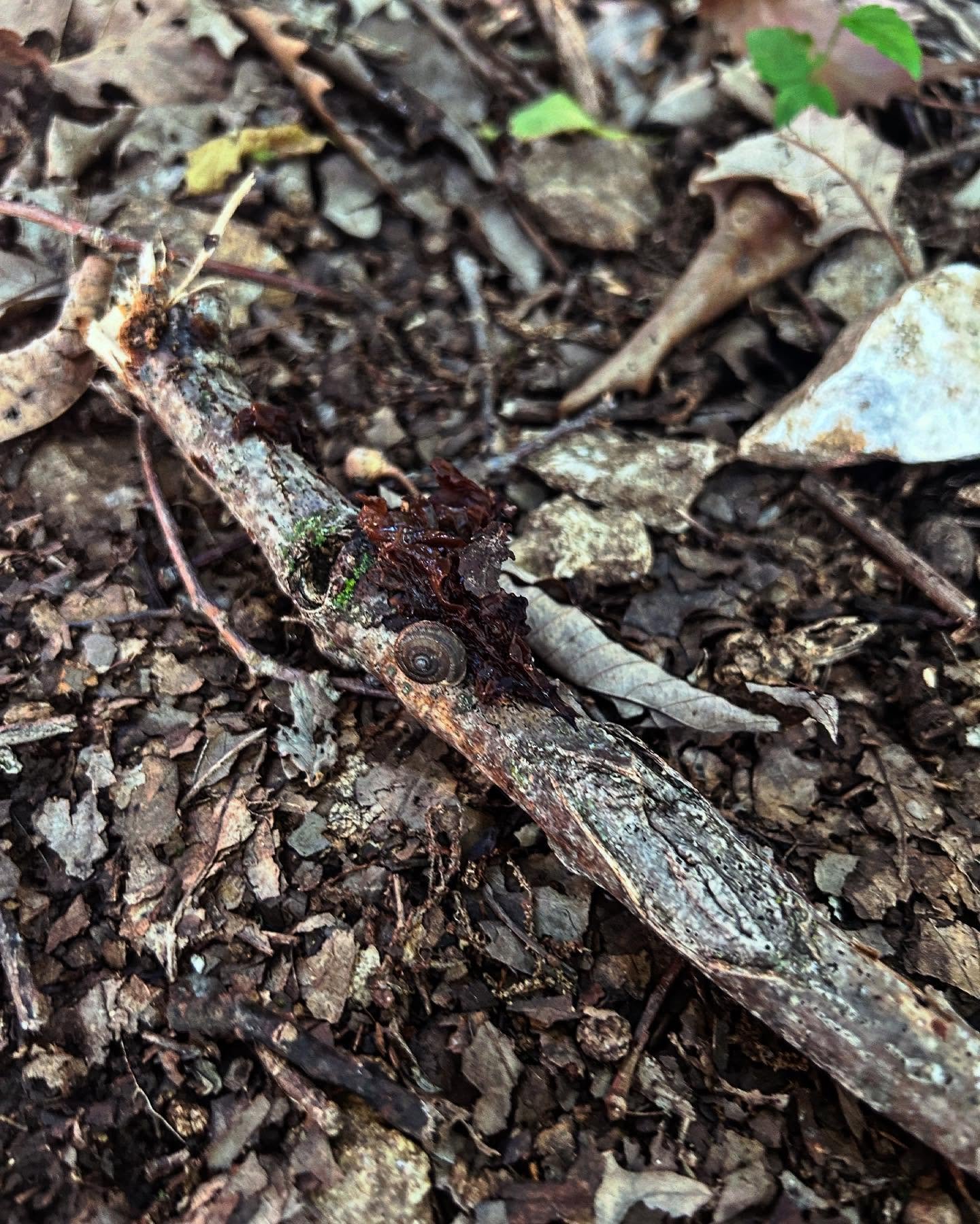 During this morning&rsquo;s hike, I attempted to find a web be gone stick, then when I looked closer, it appeared that stick was already claimed 🐌🍄&zwj;🟫