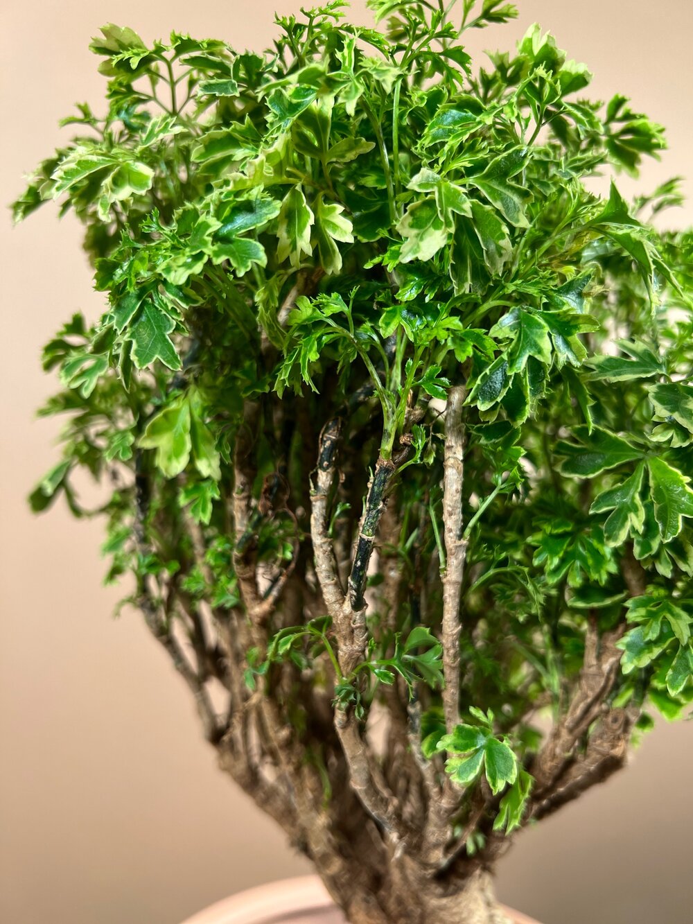 gold ming aralia (polyscias fruticosa) — plant provisions