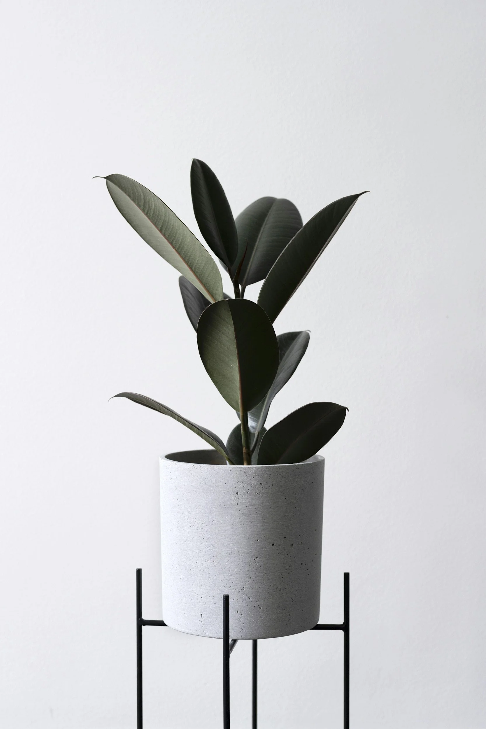 Indoor rubber plant in a white concrete pot on a black metal stand against a plain white wall.