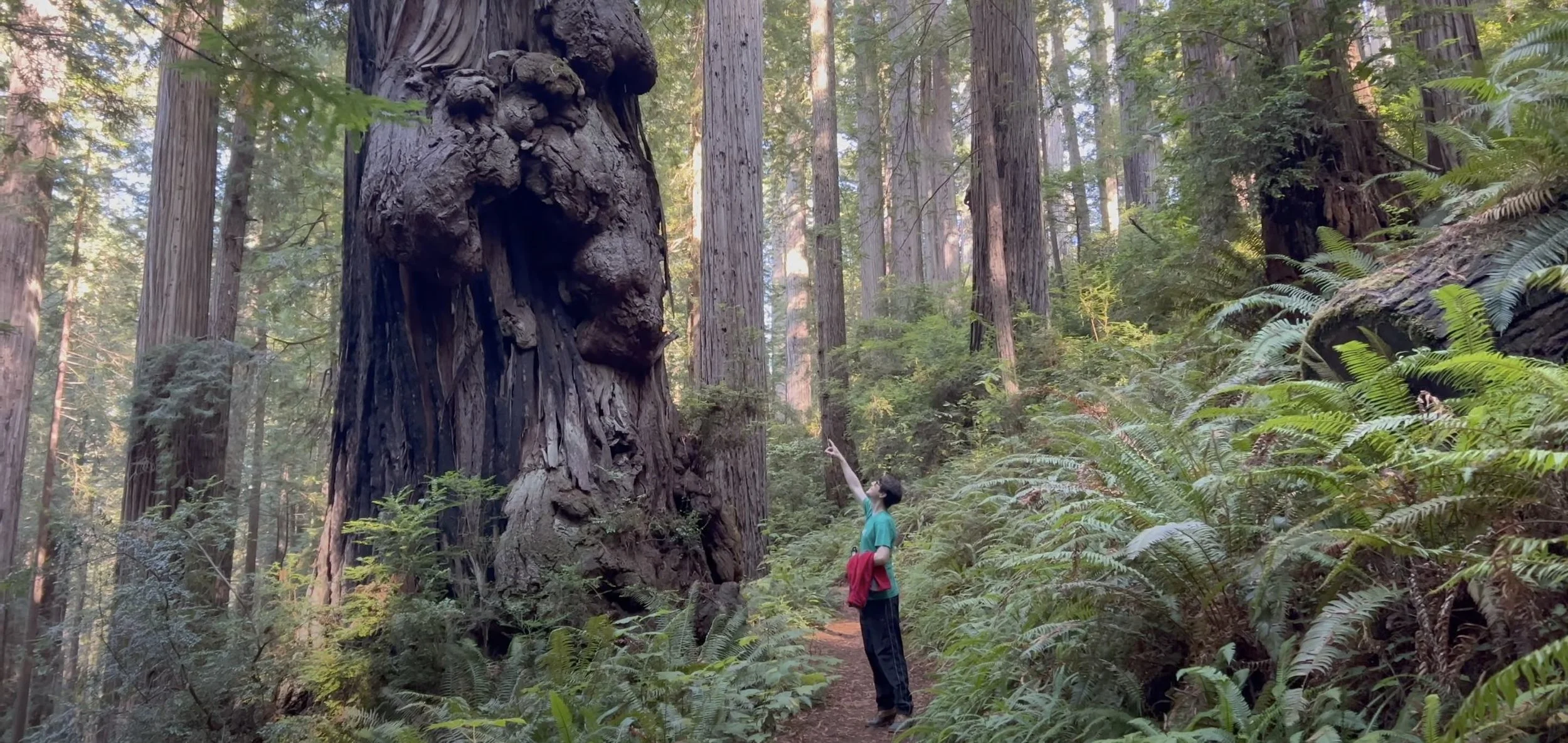 James Irvine Trail The Best Way to Hike to Fern Canyon — Adventures