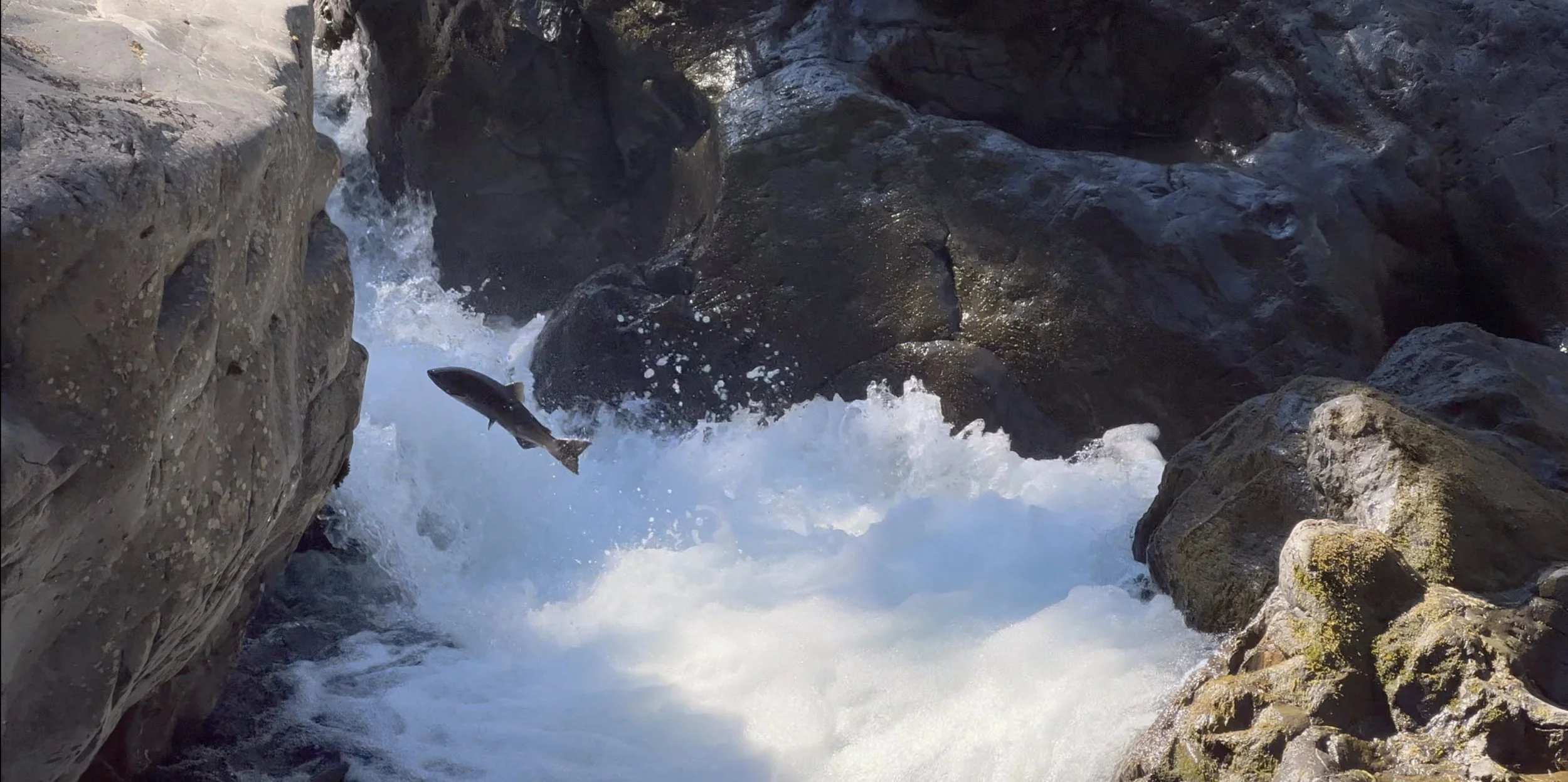 Salmon Cascades How to See Salmon Jumping in Olympic National Park