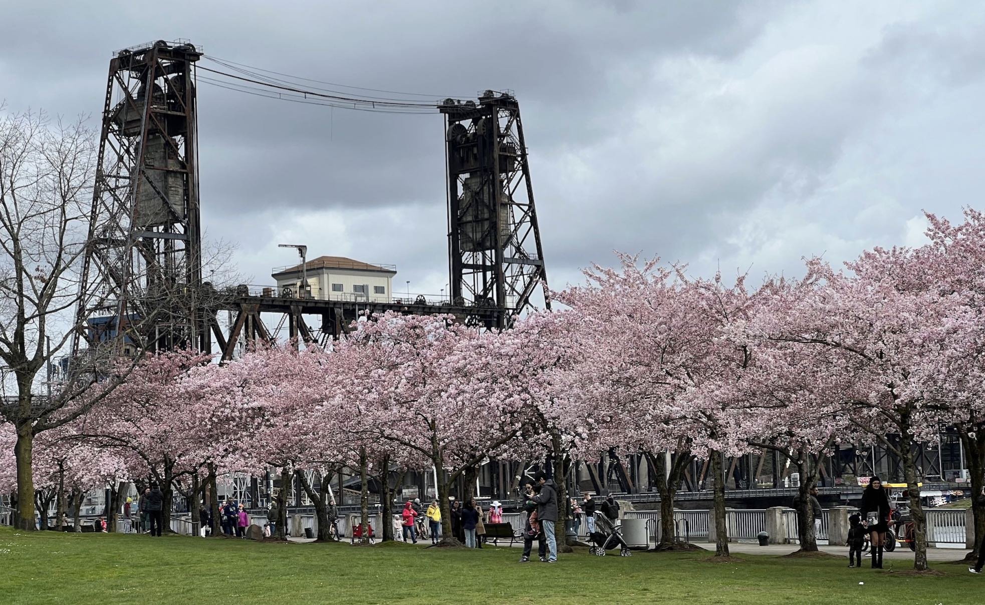 Cherry Blossoms in Portland The Top 2 Spots — Adventures with Holly