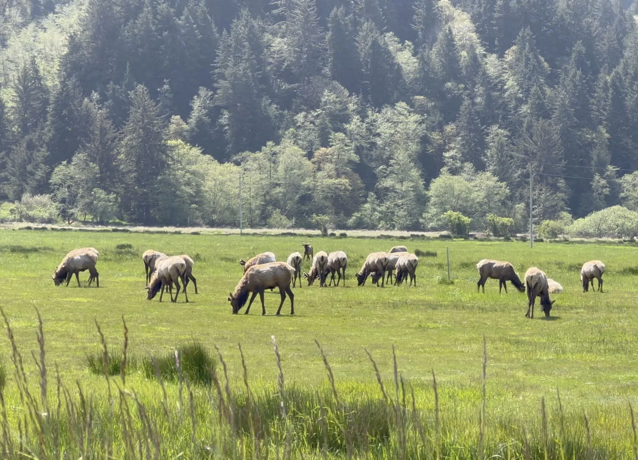 Best Place to See Oregon Coast Elk Dean Creek Elk Viewing Area