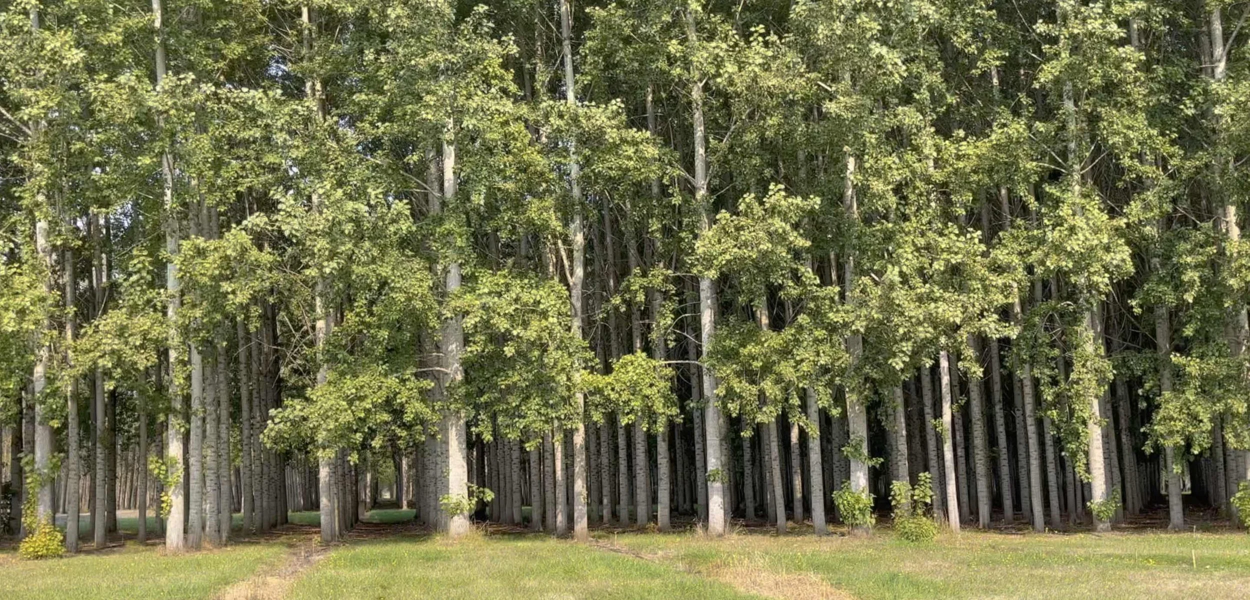 Fall Colors at the Chehalis Poplar Tree Farm — Adventures with Holly