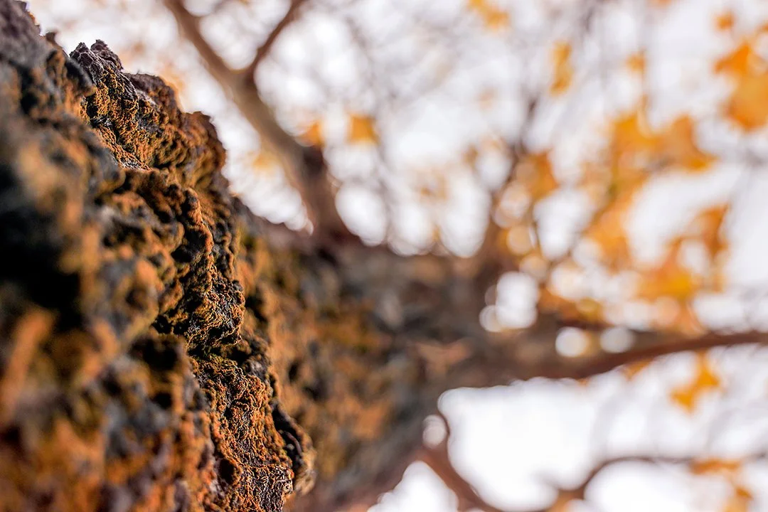 angelleerickson-original-tree-print-2 copy.jpg