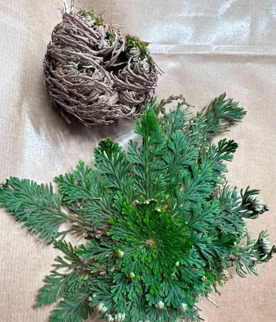 plant.jpg