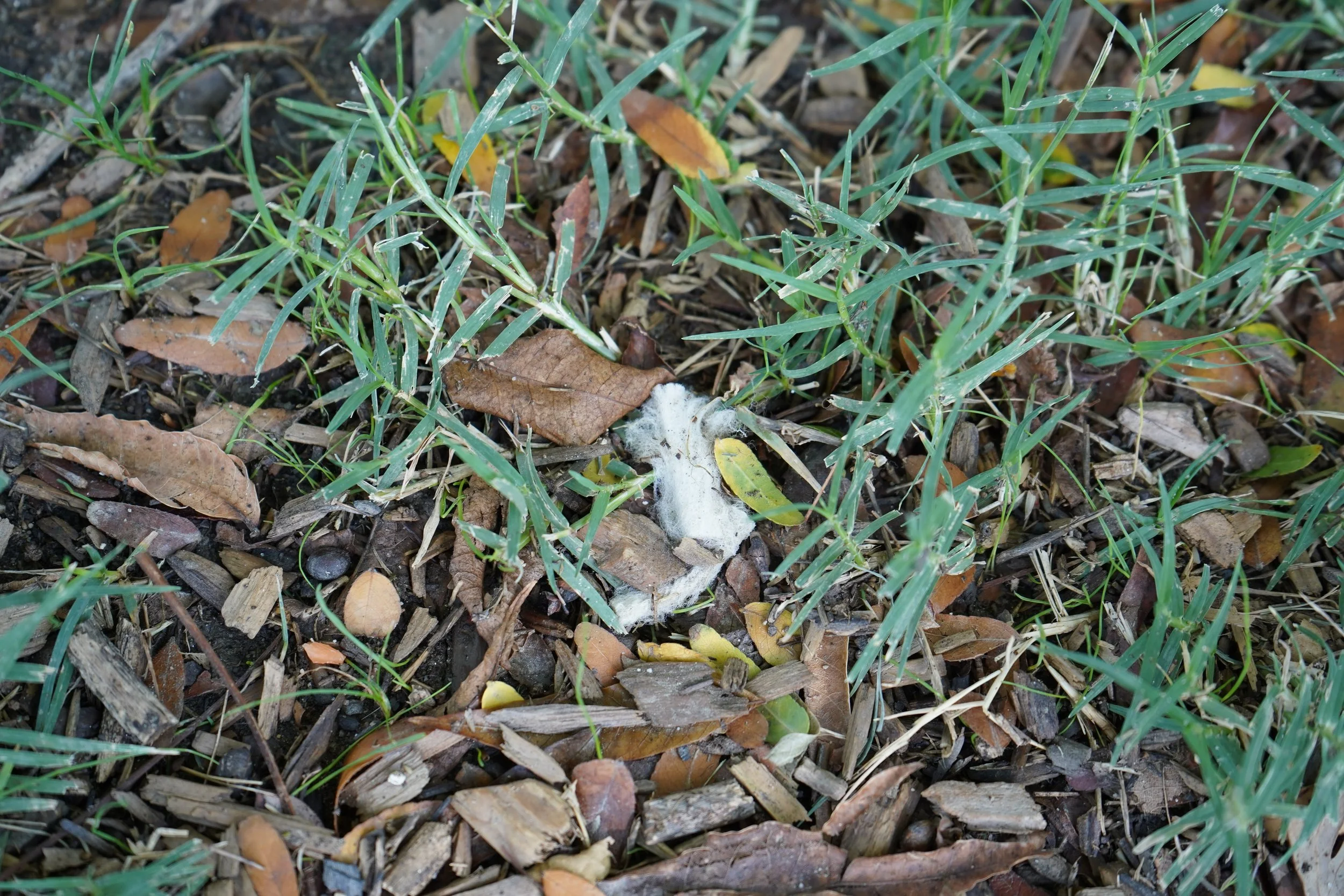 DSC03537.JPG