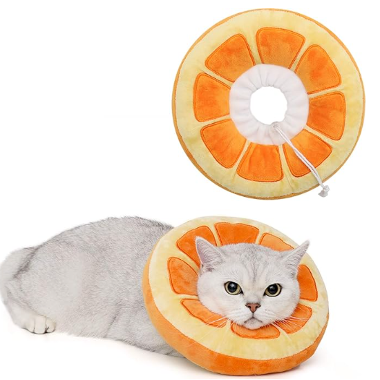 cat with orange soft donut