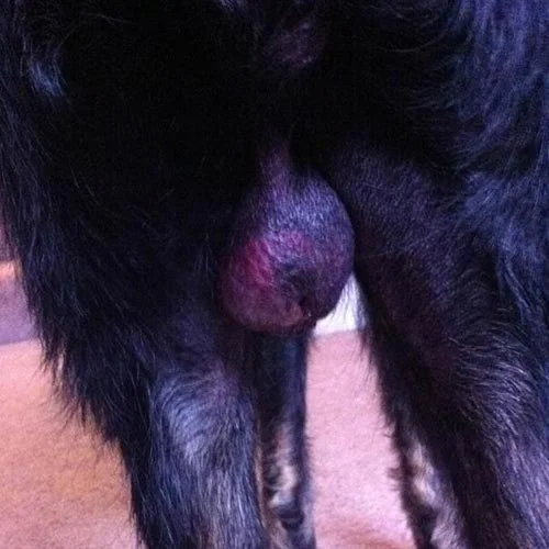infected neuter