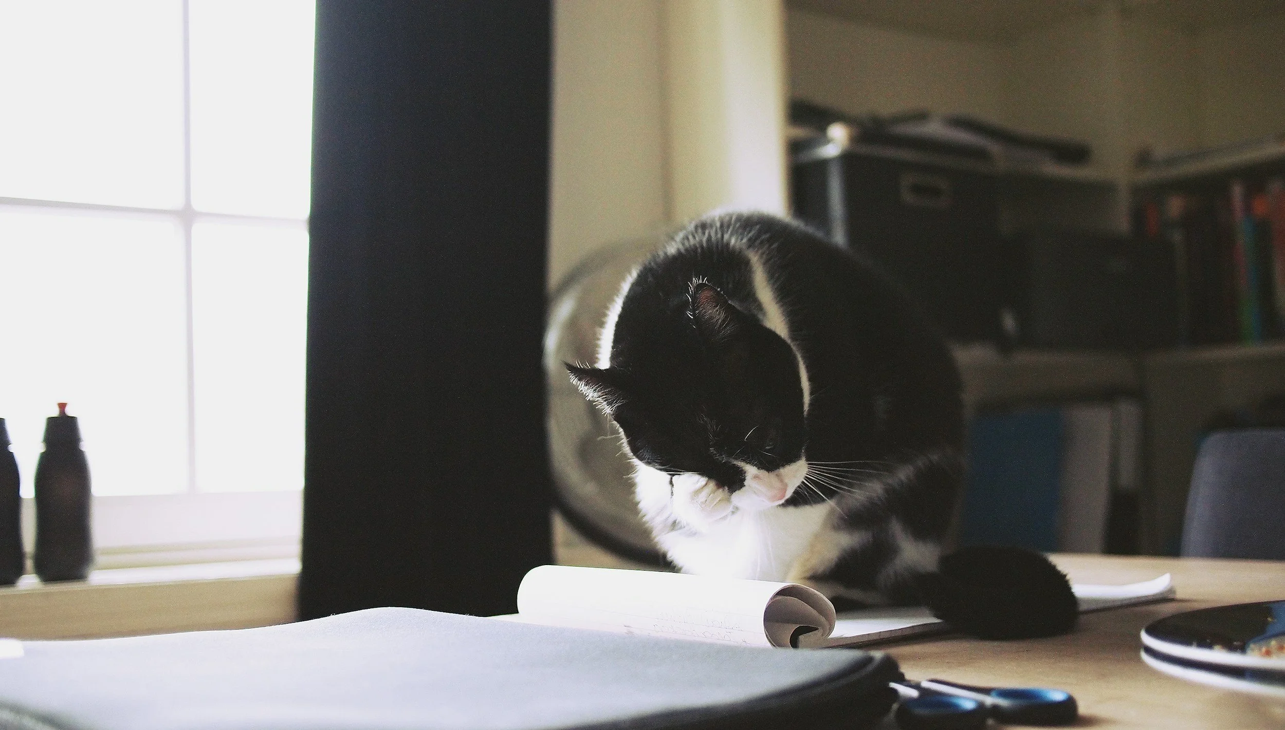Black and white cat sitting on a desk near an open notebook, grooming itself next to a window with two bottles on the windowsill in a dimly lit room.