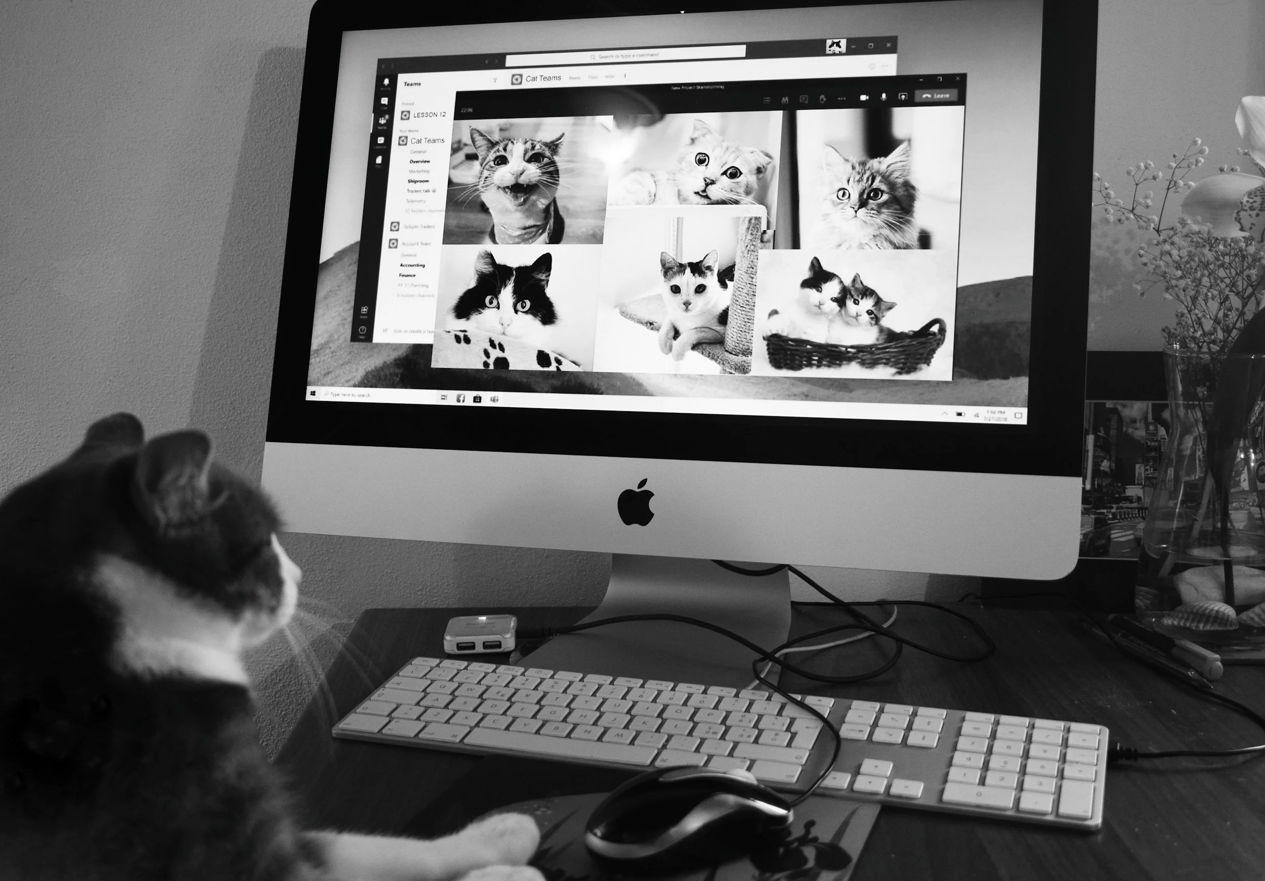 Black and white photo of a cat looking at an iMac with cat photos on the screen.