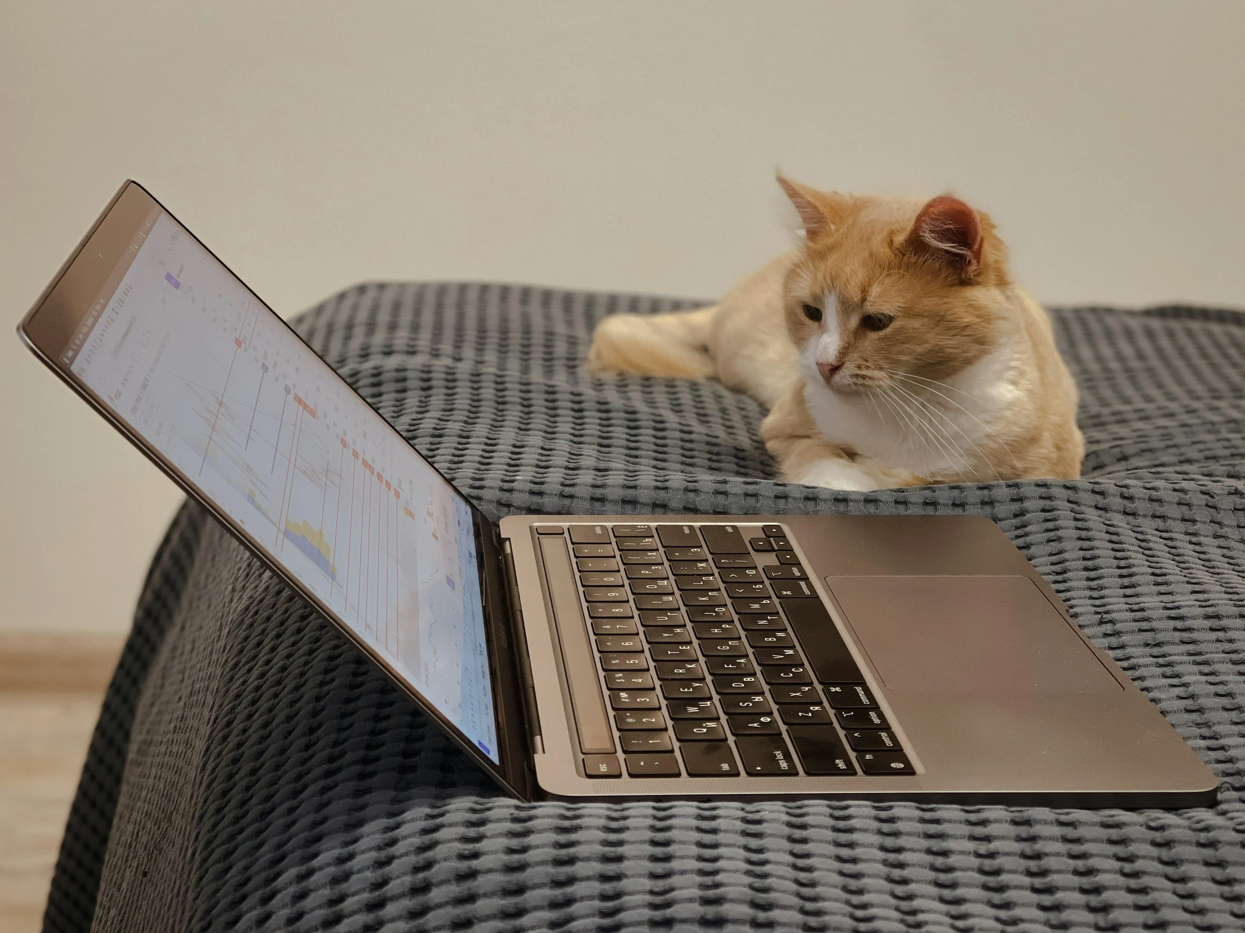 A ginger and white cat lying on a textured blanket, looking at an open laptop displaying a data analytics screen.