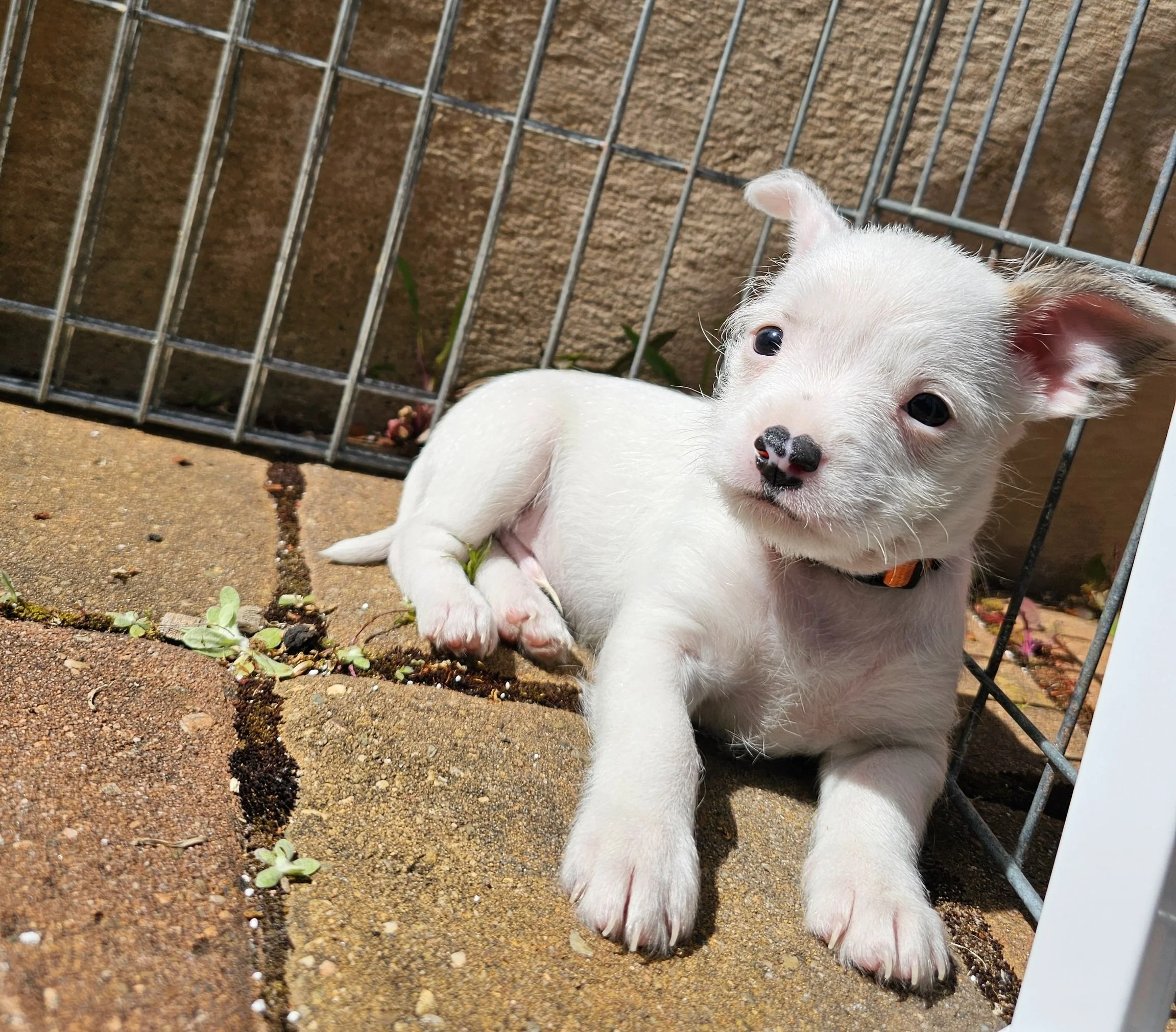 A small white puppy with a black nose and a collar lying on a paved surface next to a metal fence, enjoying sunlight.