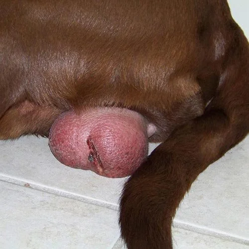 infected neuter