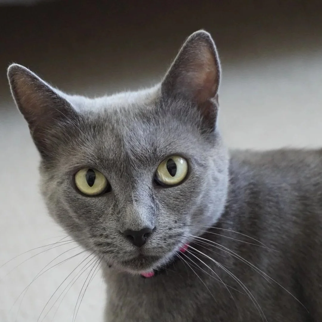 A close-up of a gray cat with yellow eyes, black nose, and pink collar.